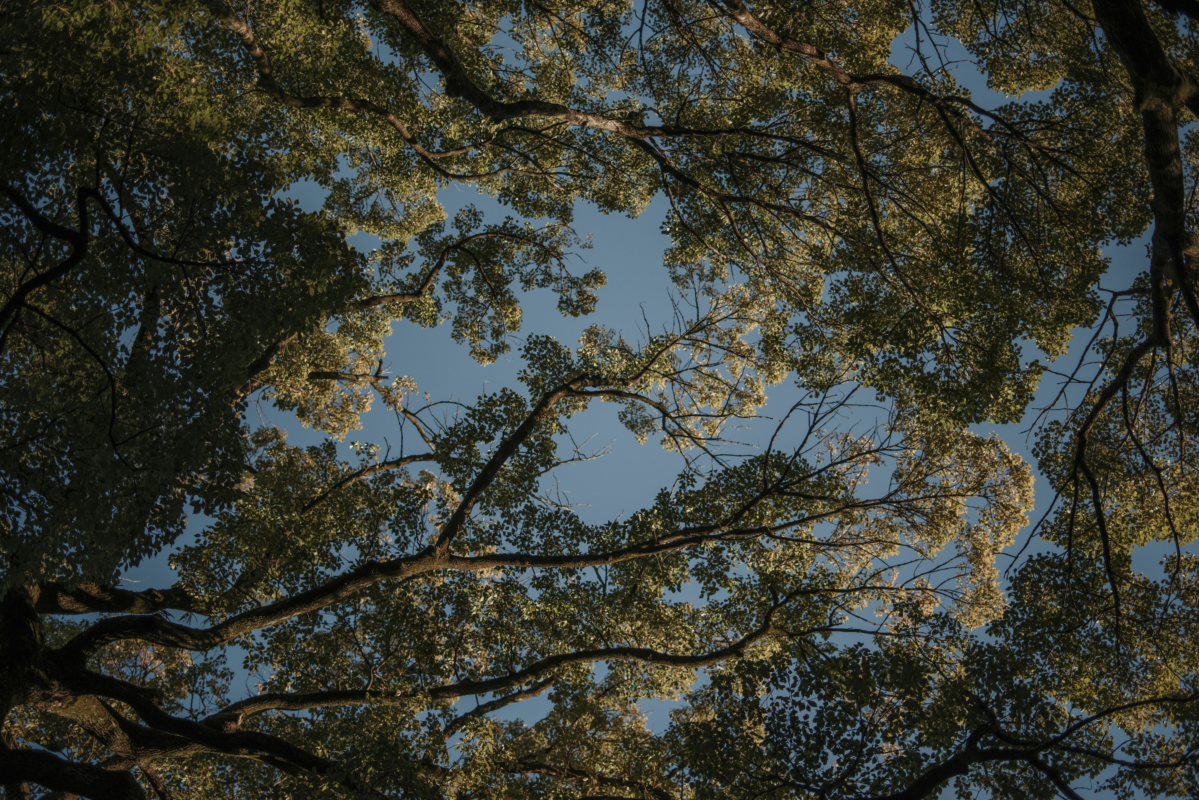 Beautiful pattern of branches and leaves against a blue sky