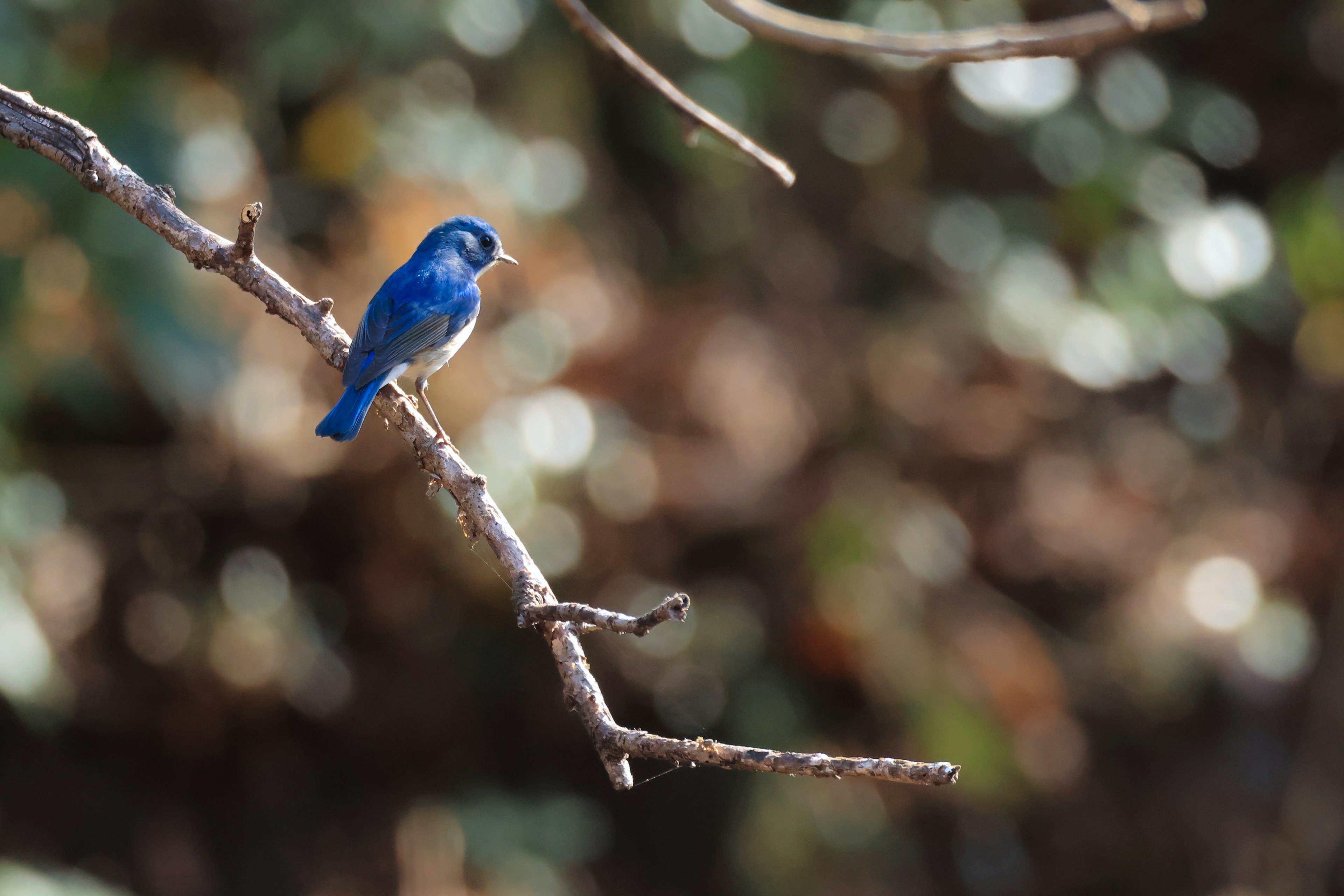 青い鳥が枝に止まっている背景はぼやけている