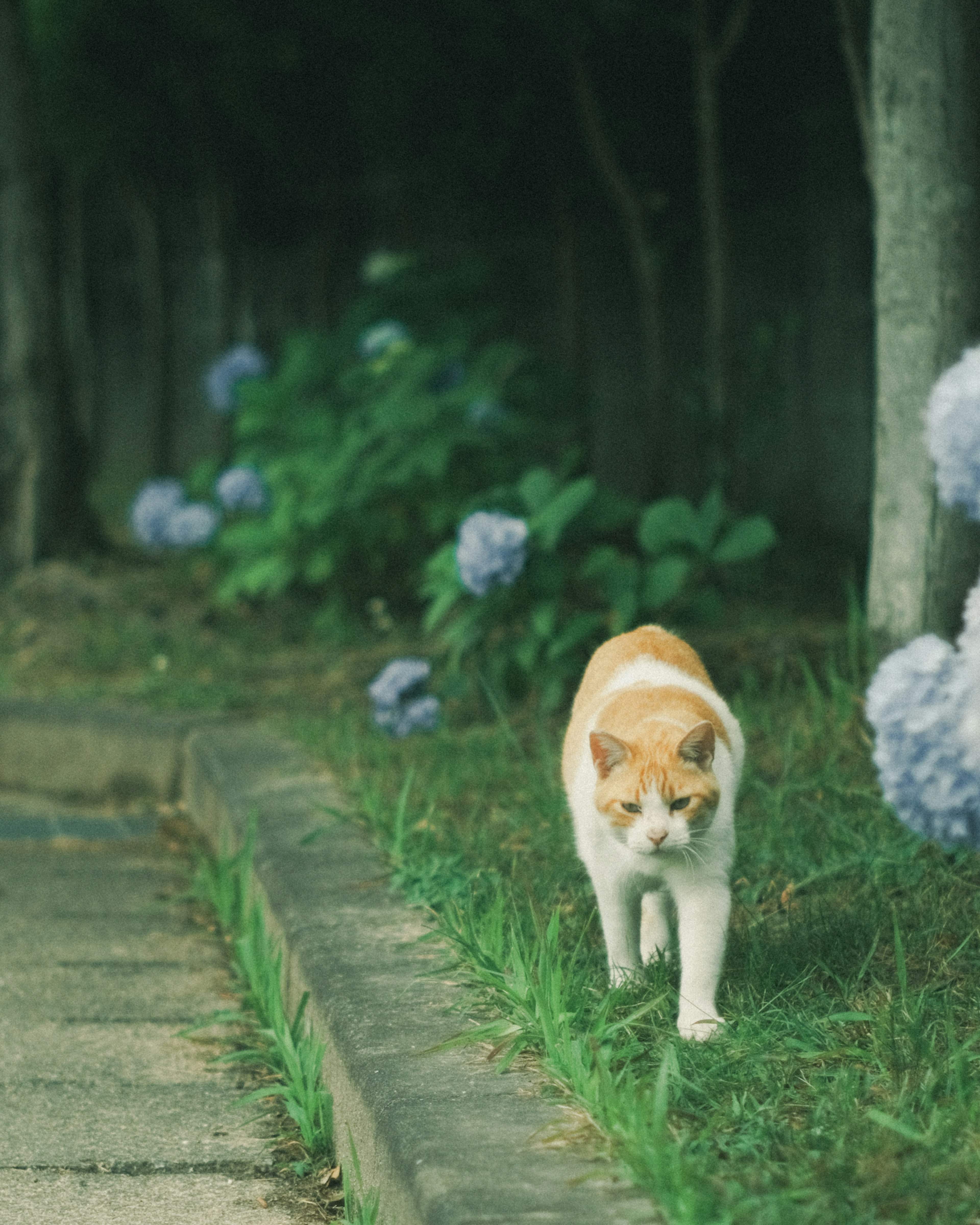 Seekor kucing berjalan di antara bunga hidrangea