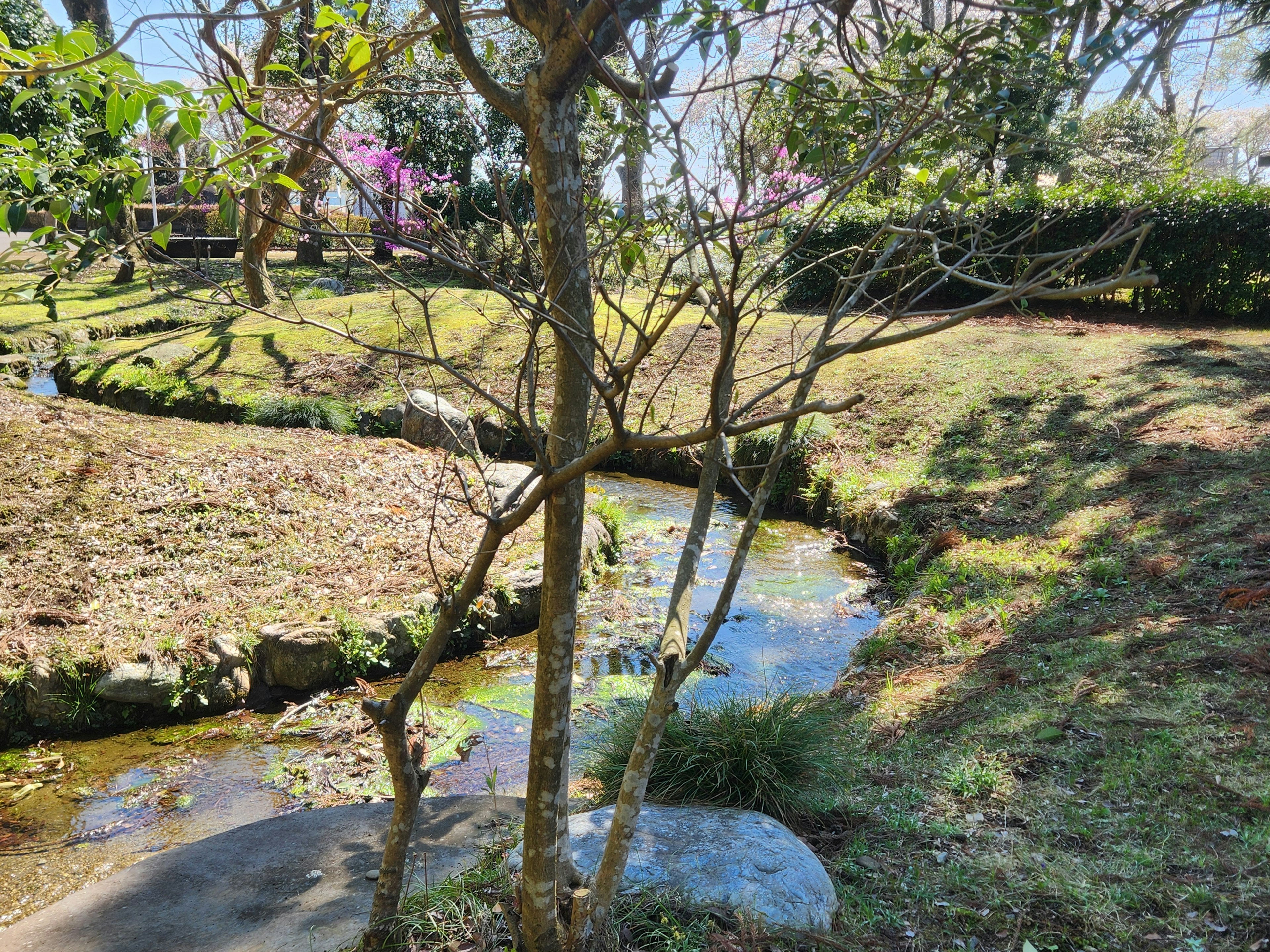 公園の緑地に流れる小川と木々の景色