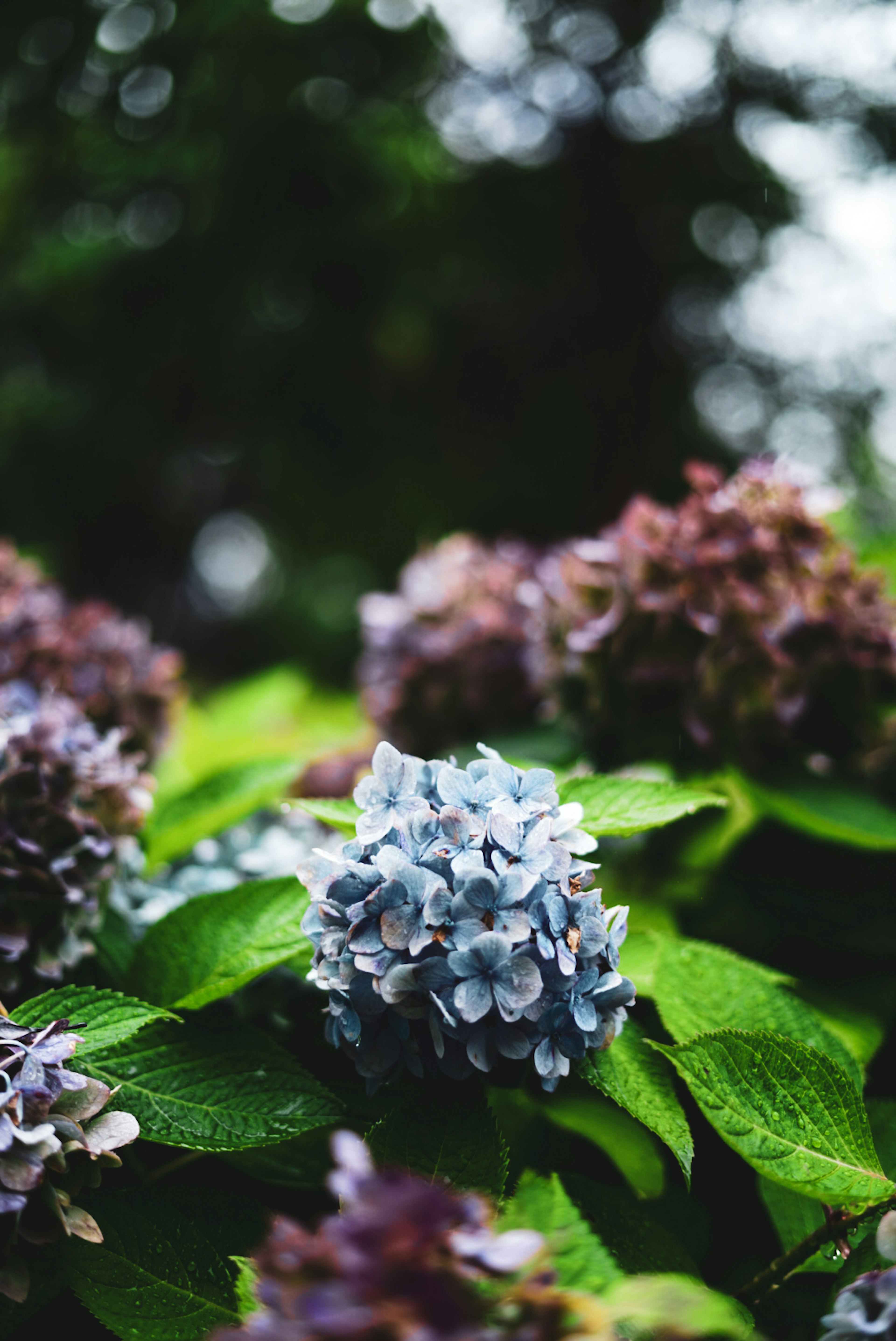 Bunga hortensia biru dengan daun hijau dan hortensia ungu kabur di latar belakang