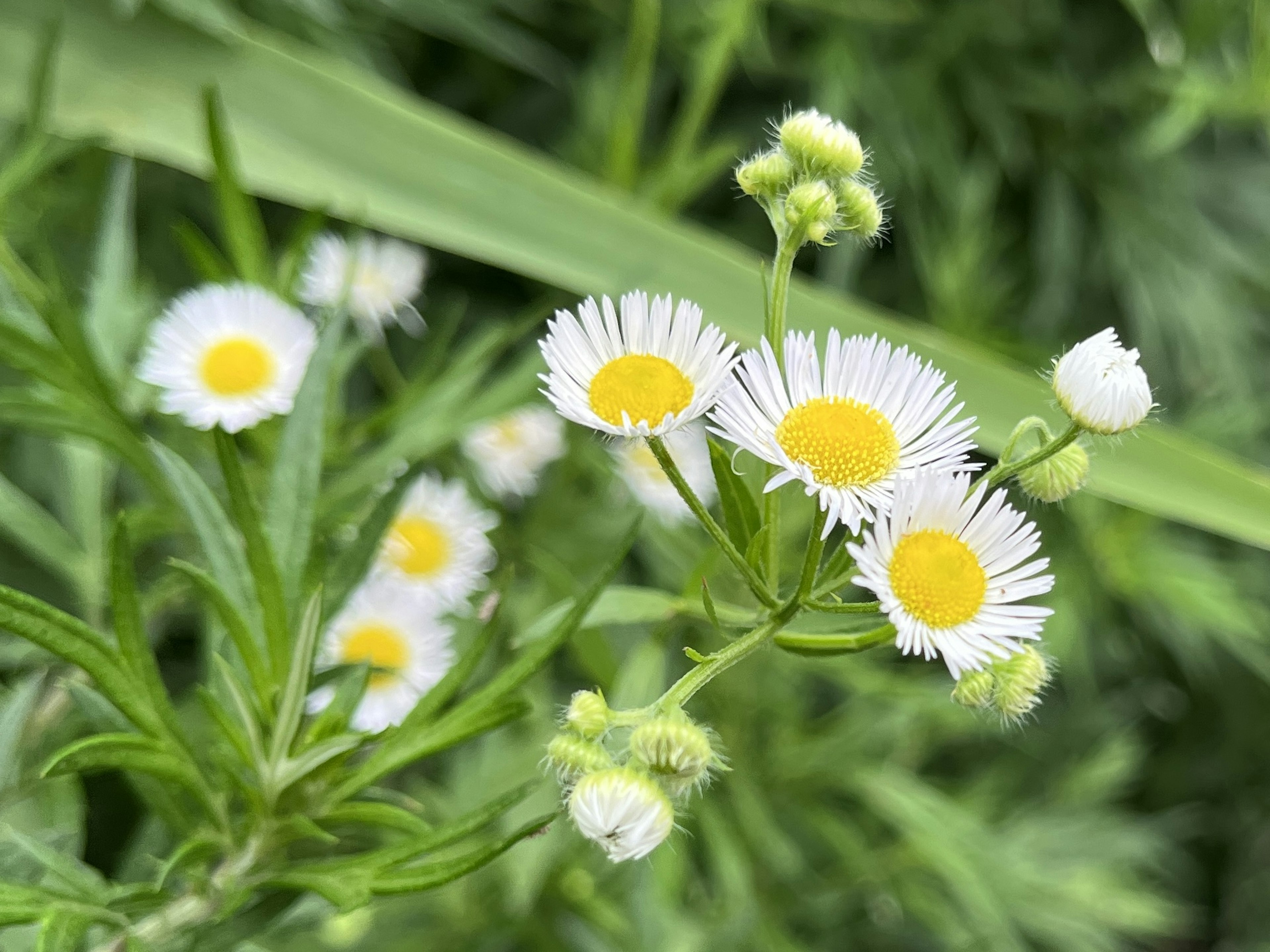 Primo piano di piccoli fiori con petali bianchi e centri gialli