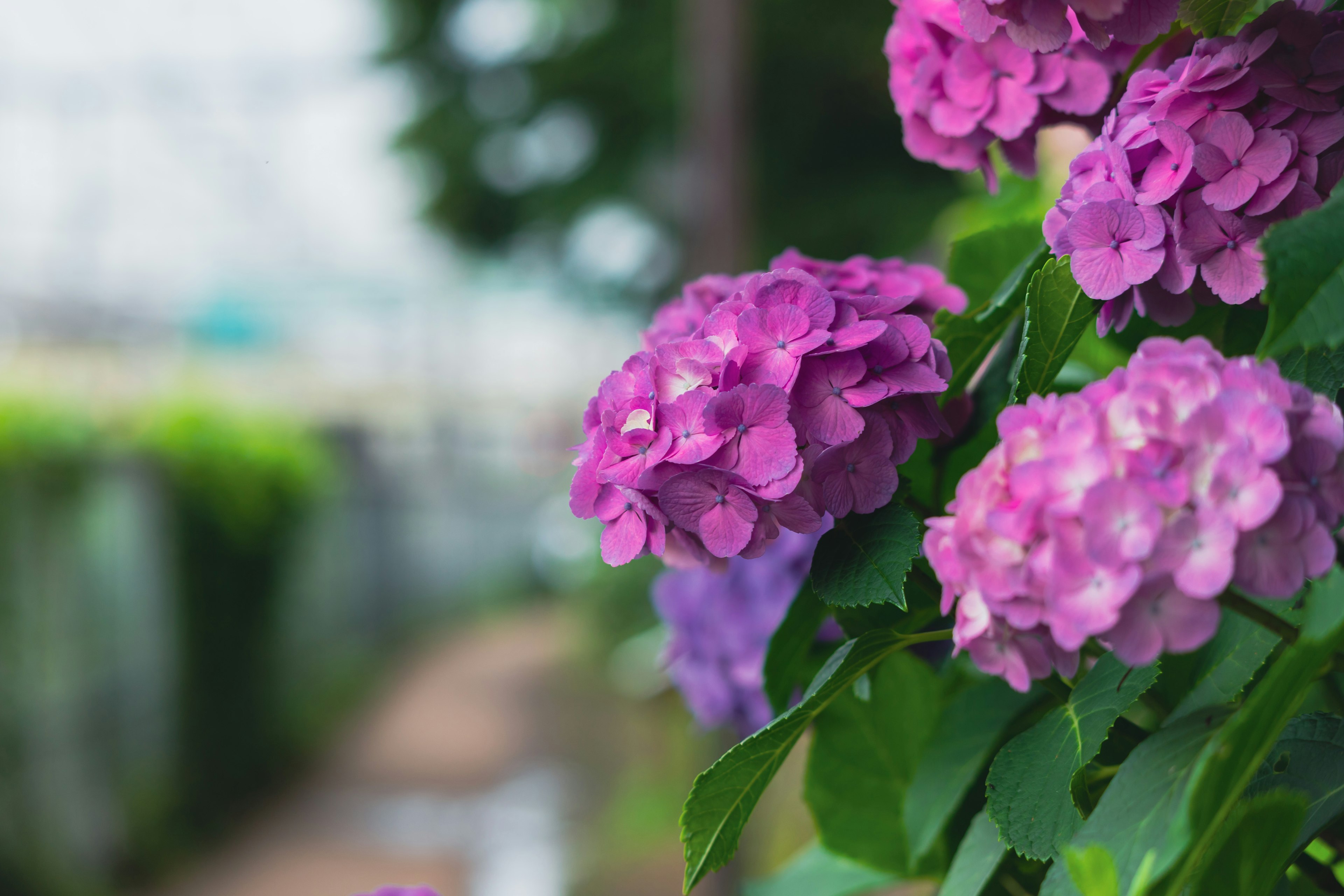 Bunga hydrangea ungu cerah dengan daun hijau subur di taman