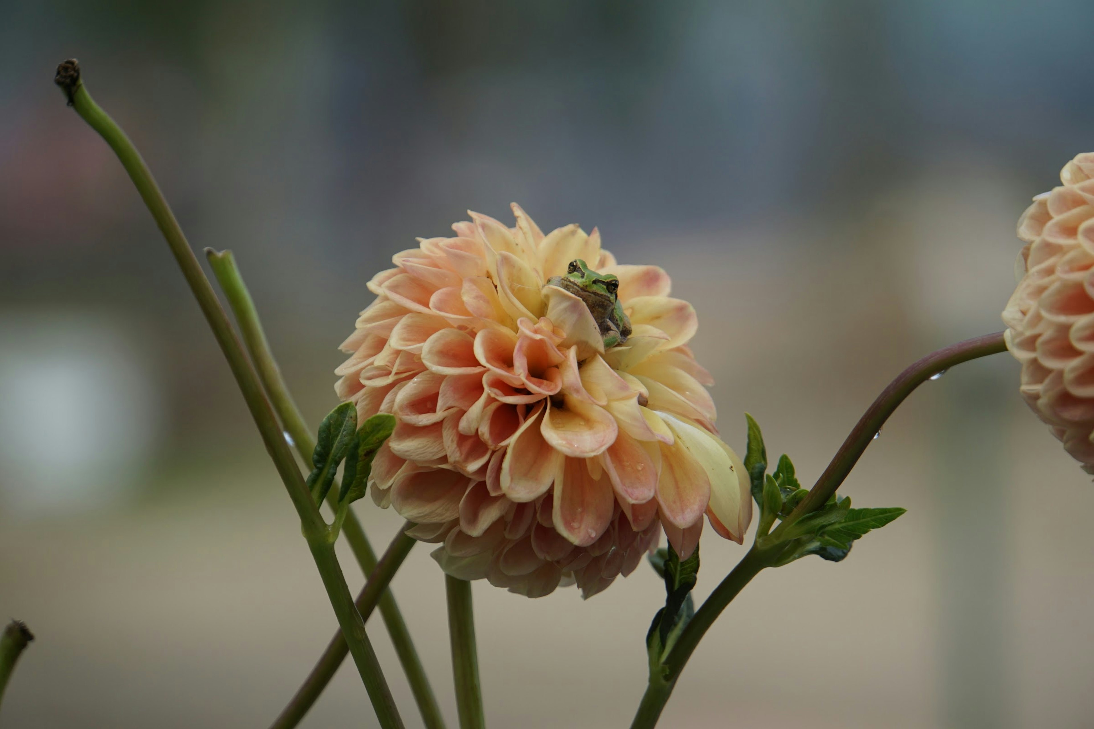 Une fleur de dahlias orange pâle avec un petit insecte posé dessus