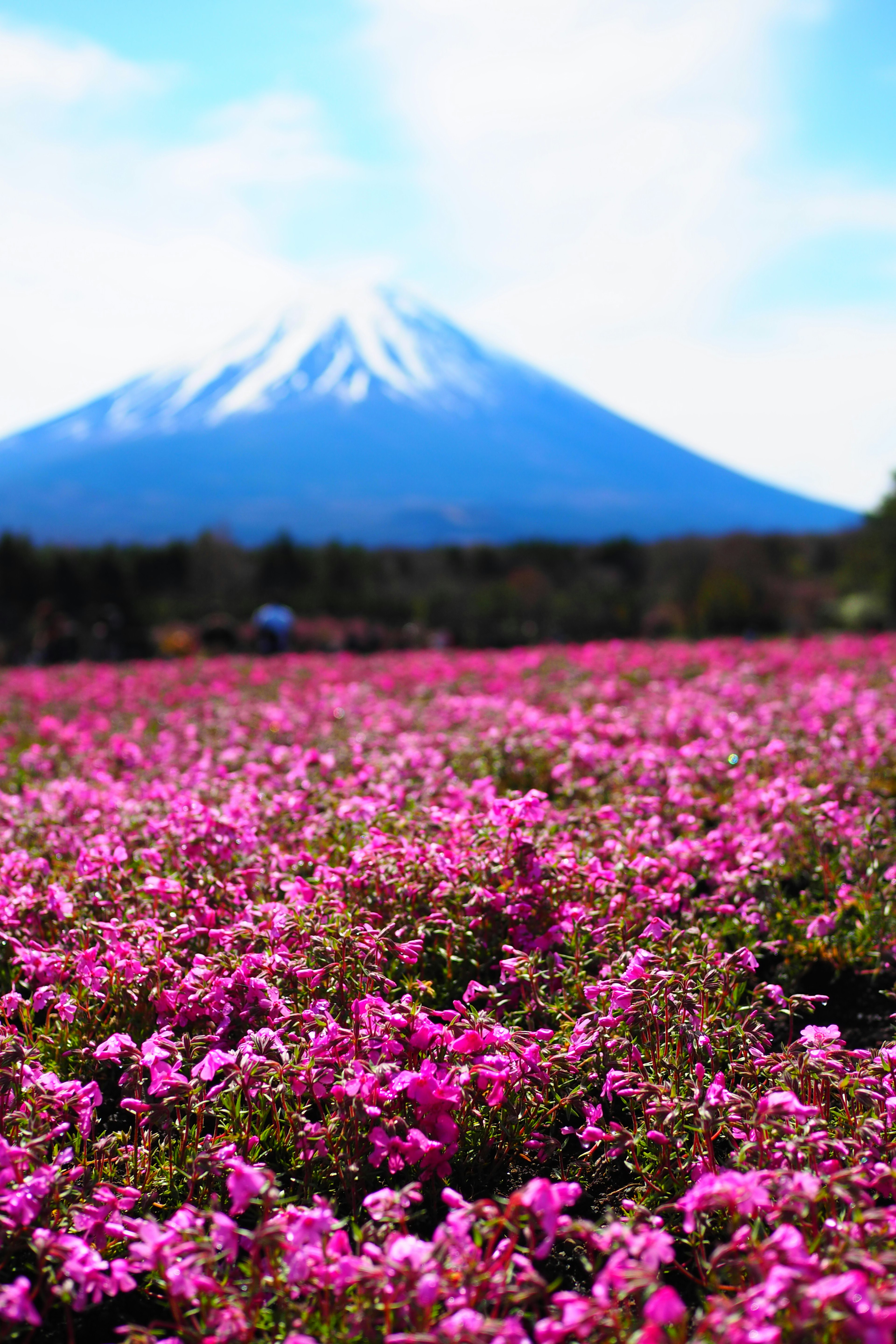 美麗的粉紅花田，背景是富士山