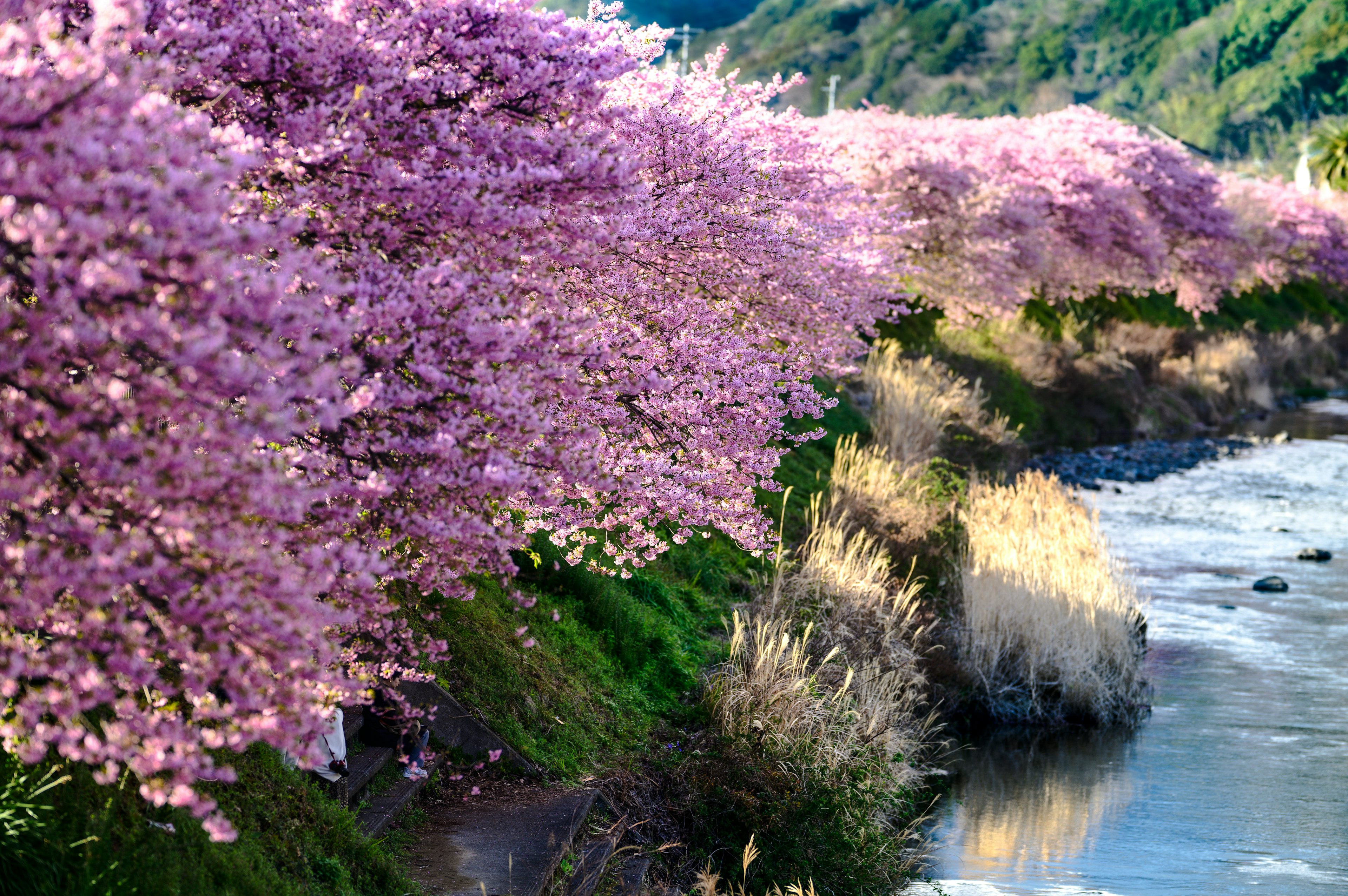 Hermoso paisaje de cerezos en flor a lo largo del río