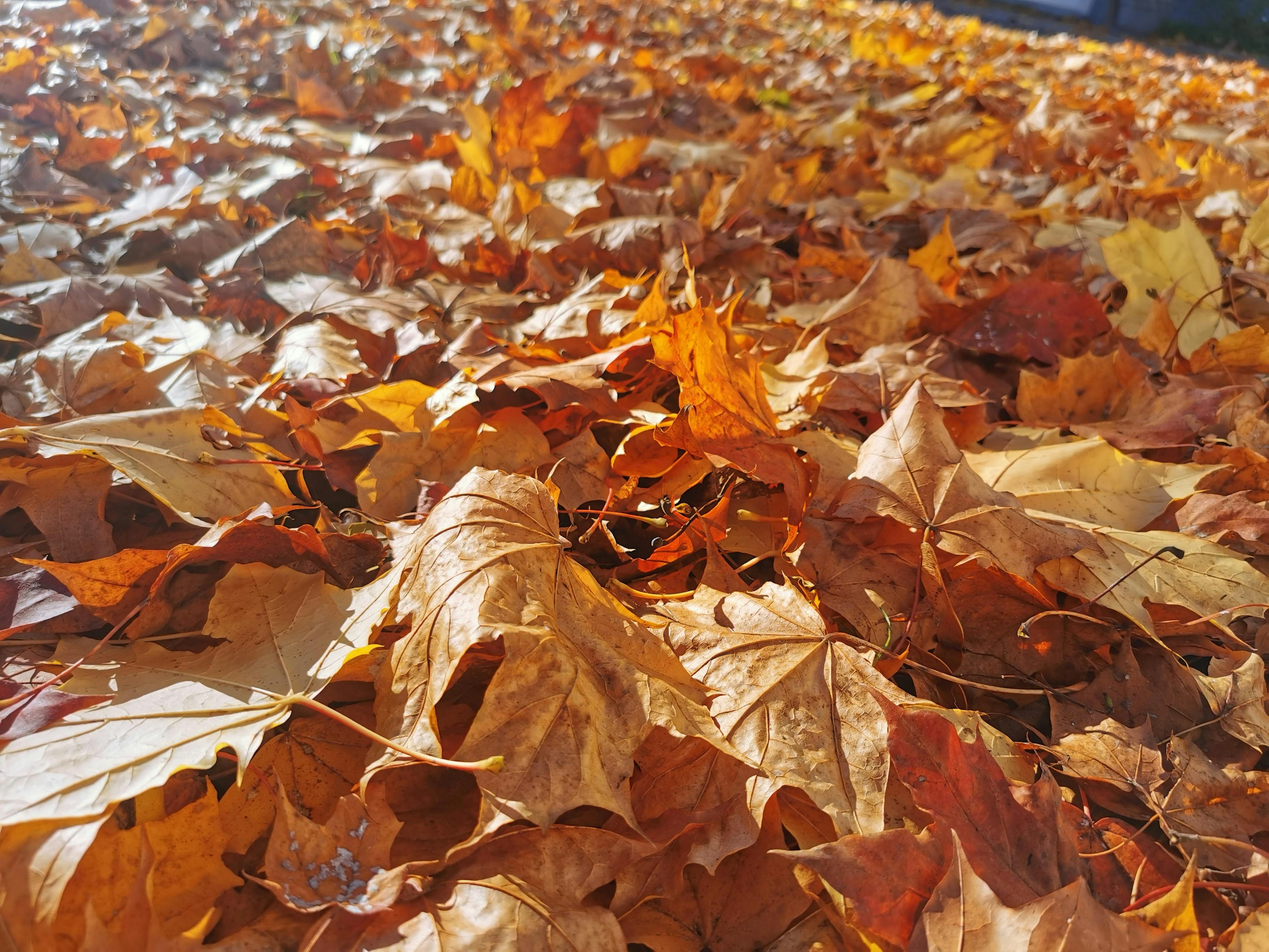 Un suelo cubierto de hojas de otoño en tonos de naranja y marrón