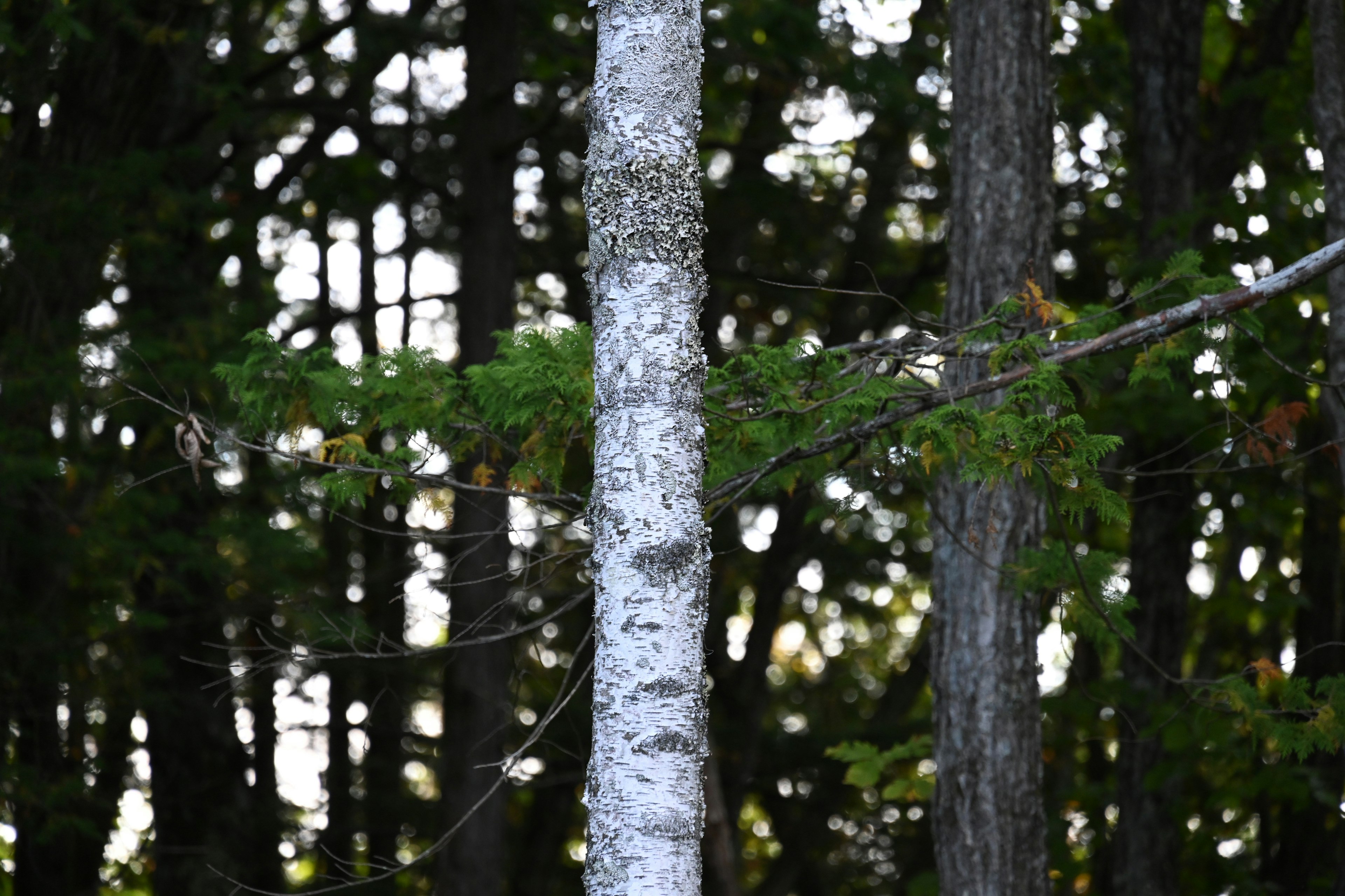 Árbol de abedul con hojas verdes en un fondo de bosque