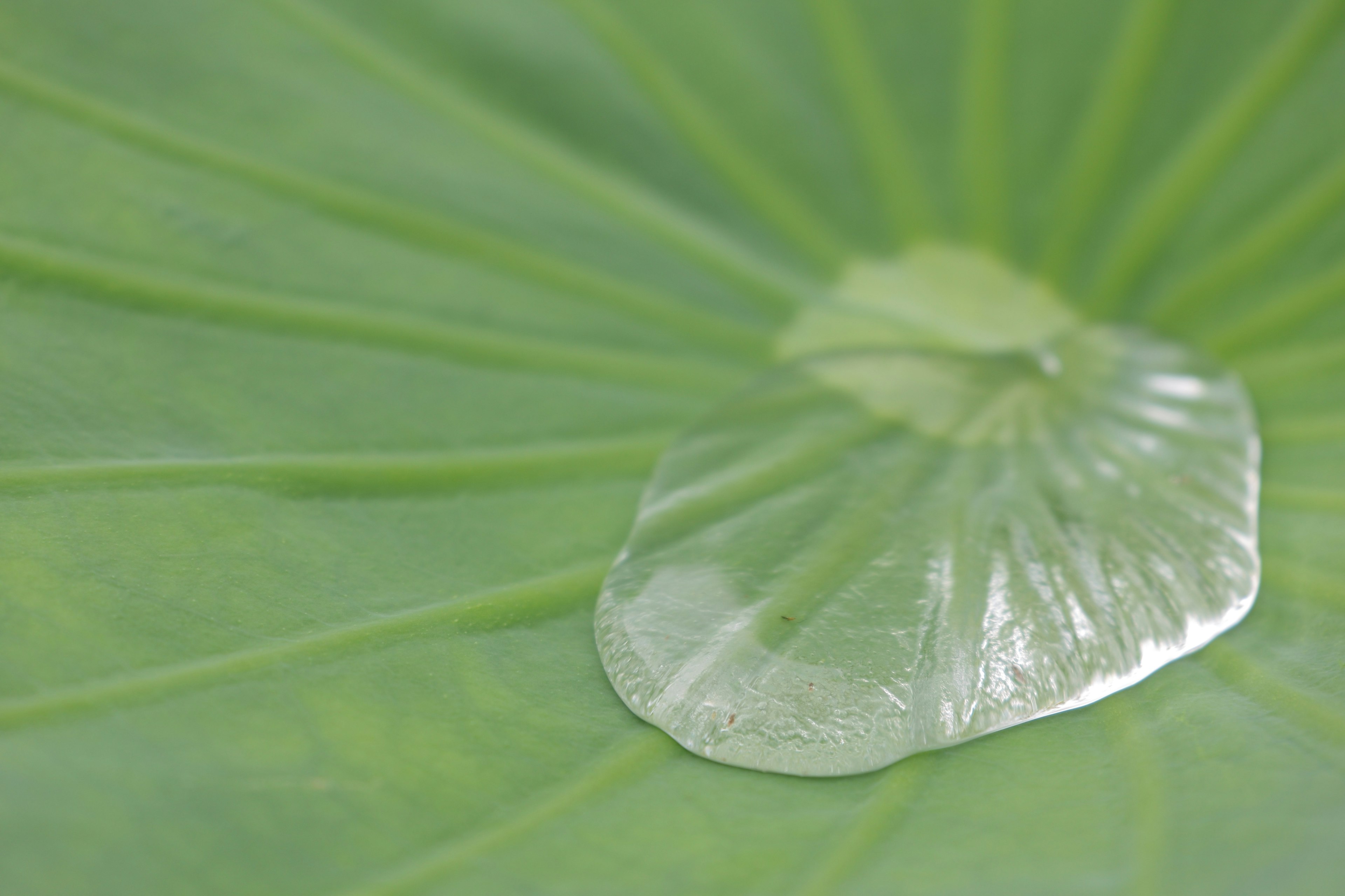 Gambar close-up tetesan air di atas daun hijau