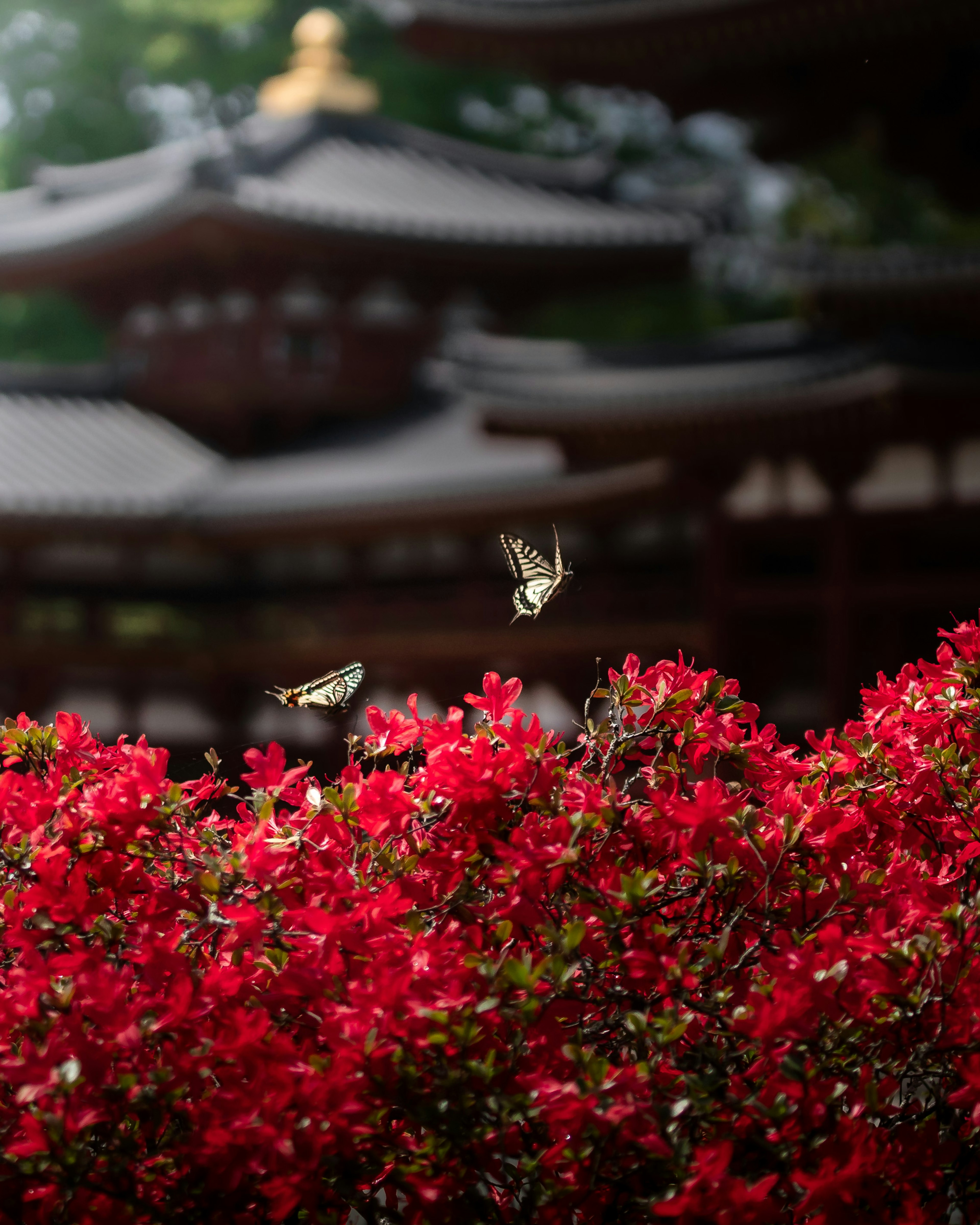 Mariposas revoloteando sobre flores rojas vibrantes con arquitectura tradicional de fondo