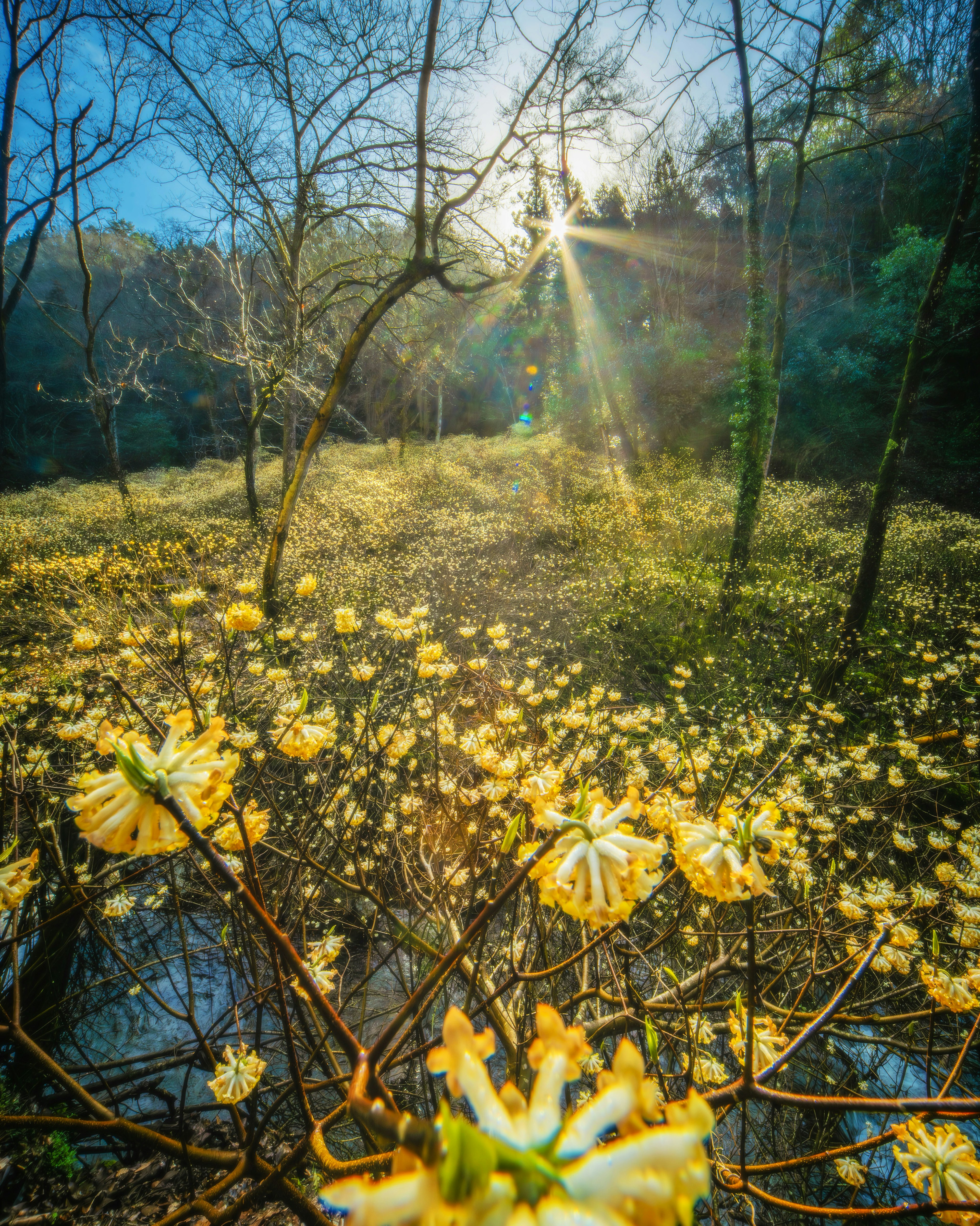 Fiori gialli che sbocciano in una foresta illuminata dal sole in primavera