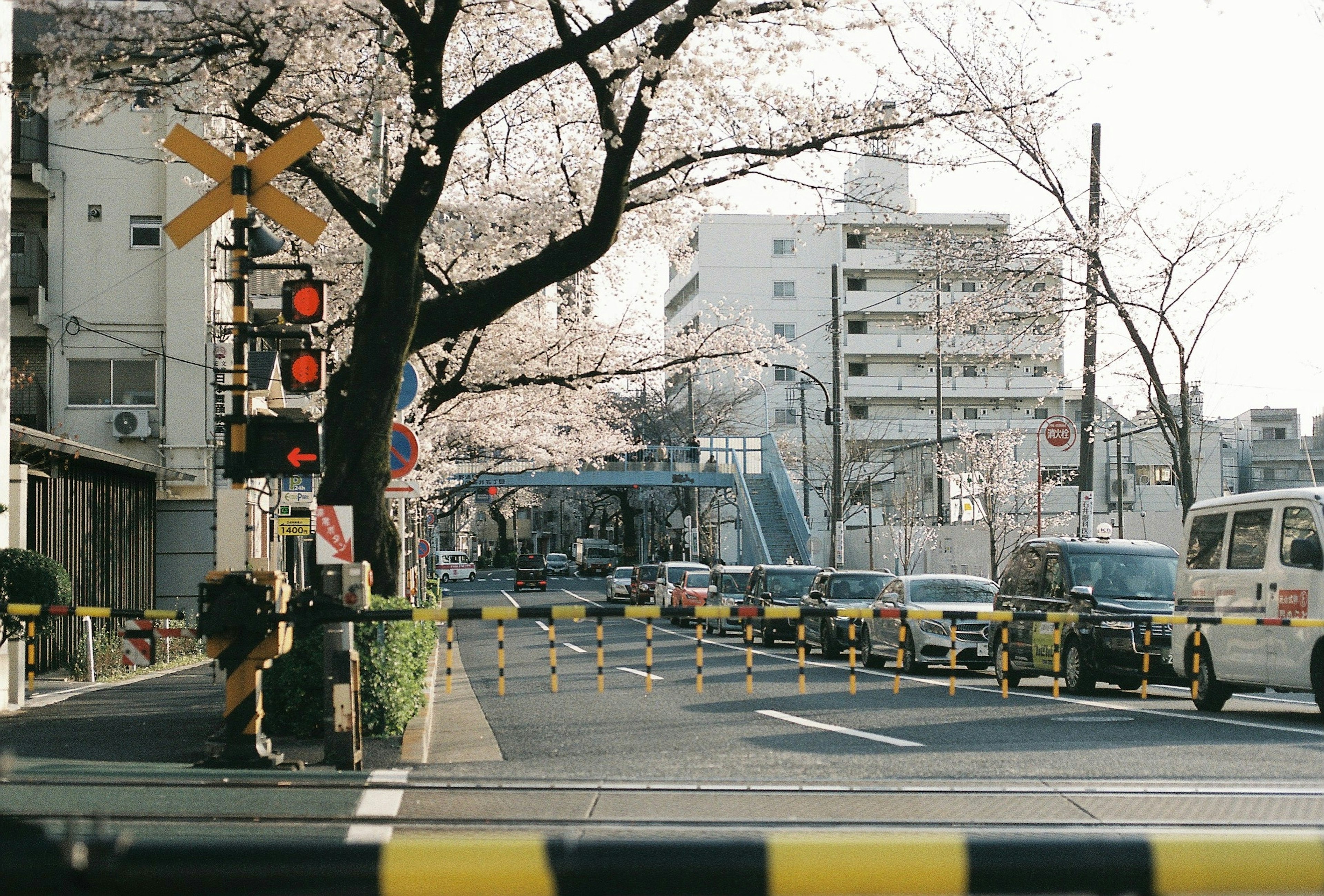 桜の木と信号機がある通りの風景