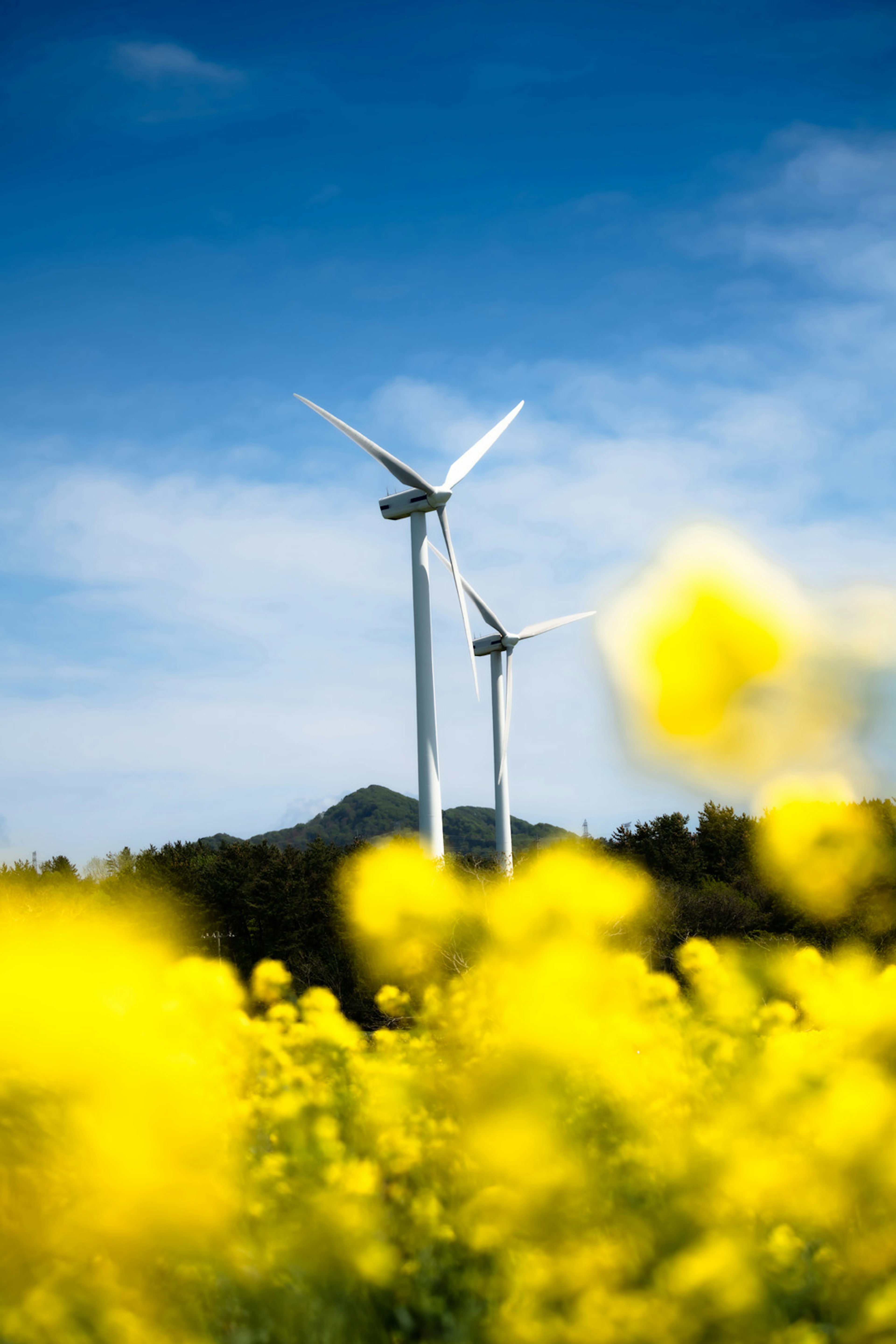 Wind turbines in a yellow flower field under a blue sky