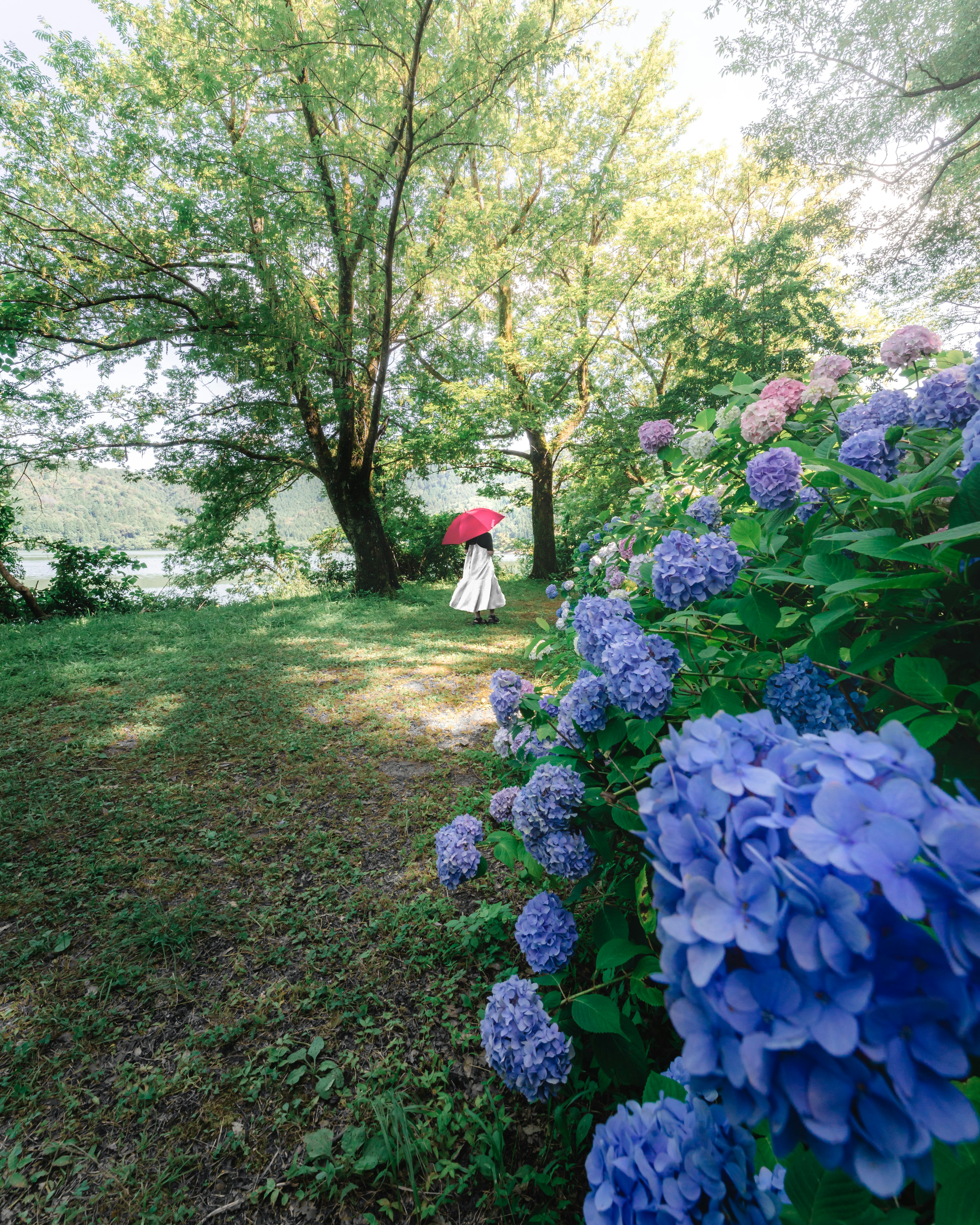 青い紫陽花と赤い傘を持った人物がいる緑豊かな風景