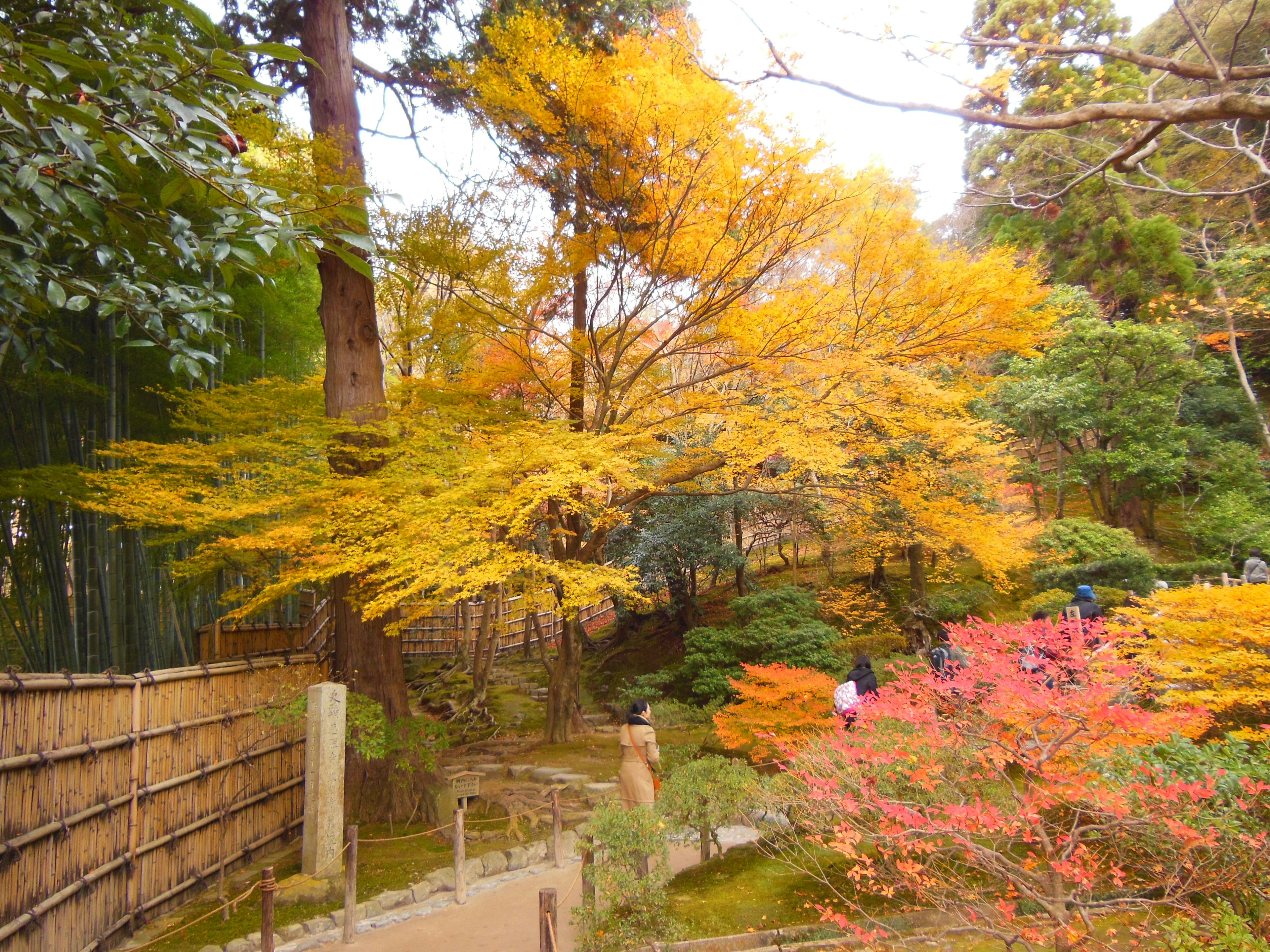 Hermoso árbol de arce con hojas amarillas y plantas coloridas en un jardín japonés