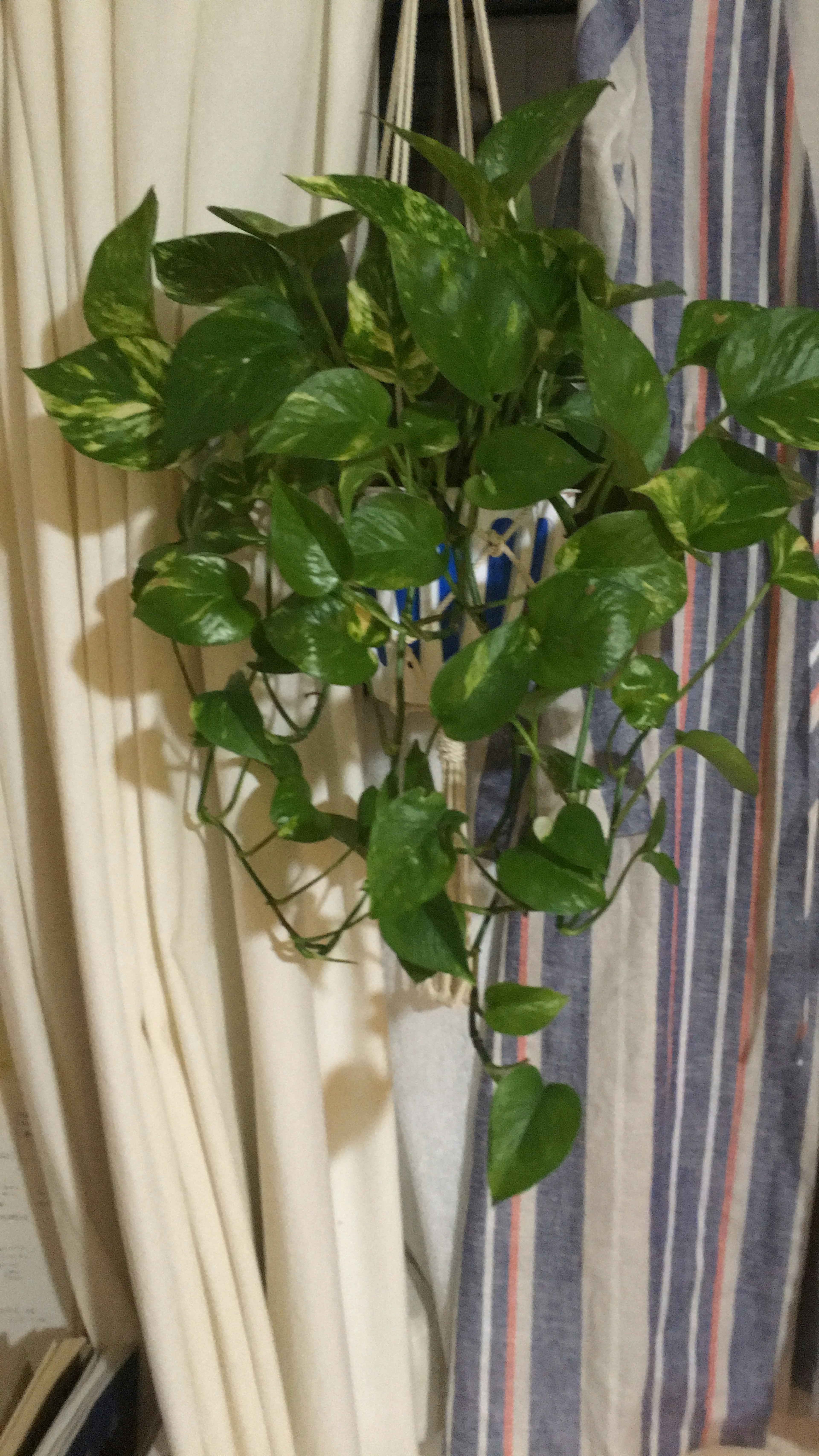 A lush pothos plant in a hanging pot with vibrant green leaves