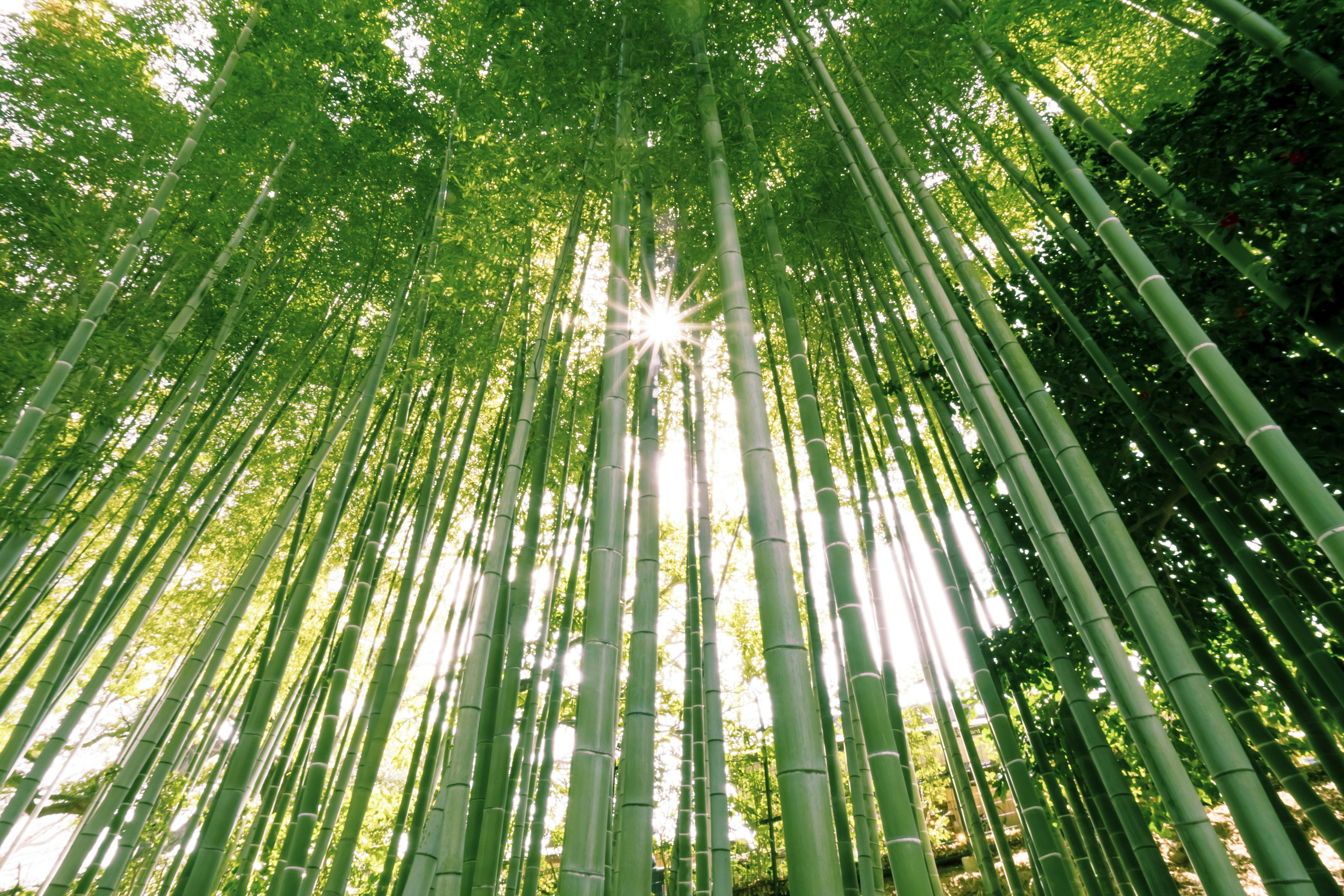 Pemandangan melihat ke atas melalui hutan bambu dengan bambu hijau tinggi menjulang ke langit