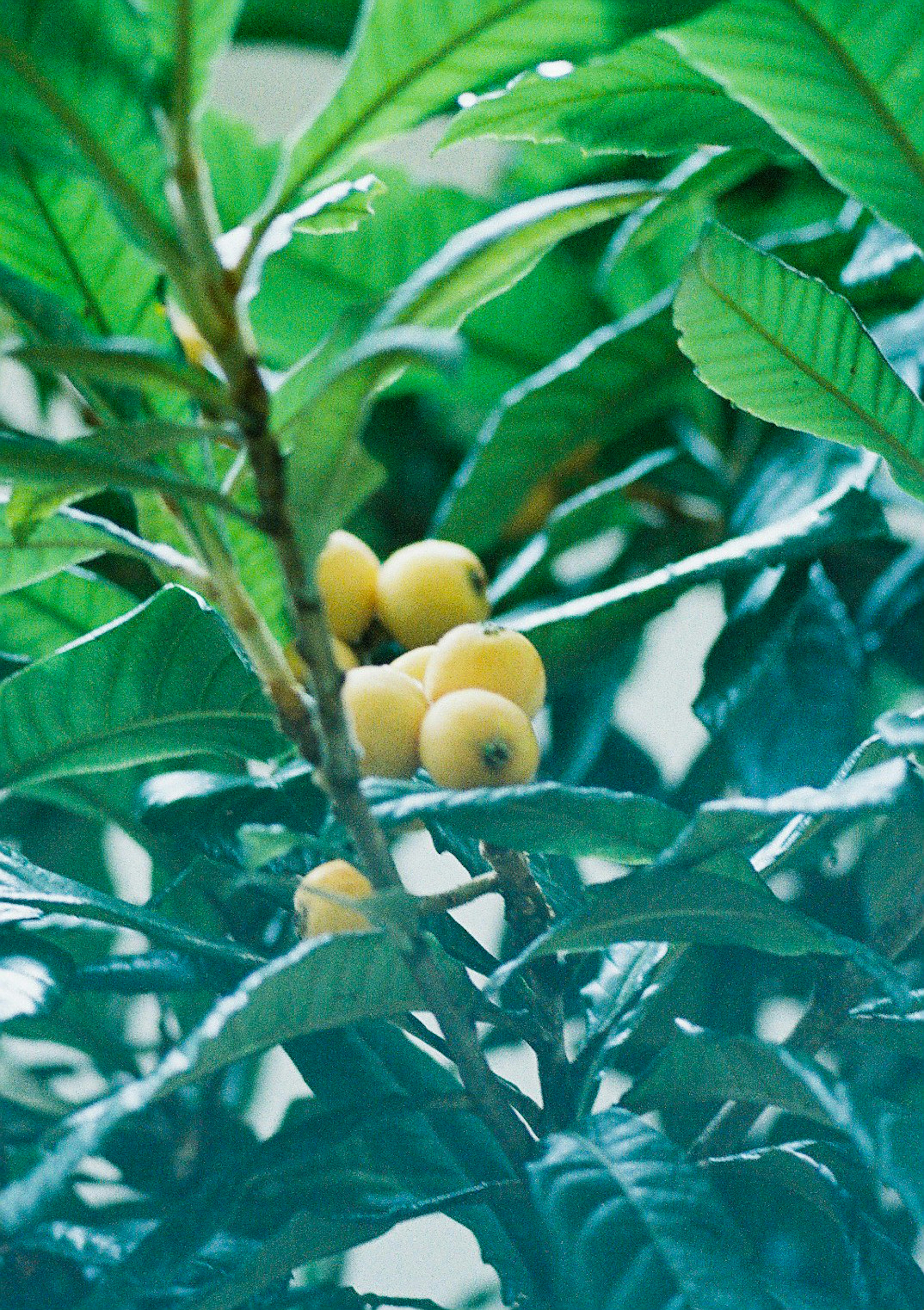 Árbol con frutos amarillos rodeado de hojas verdes