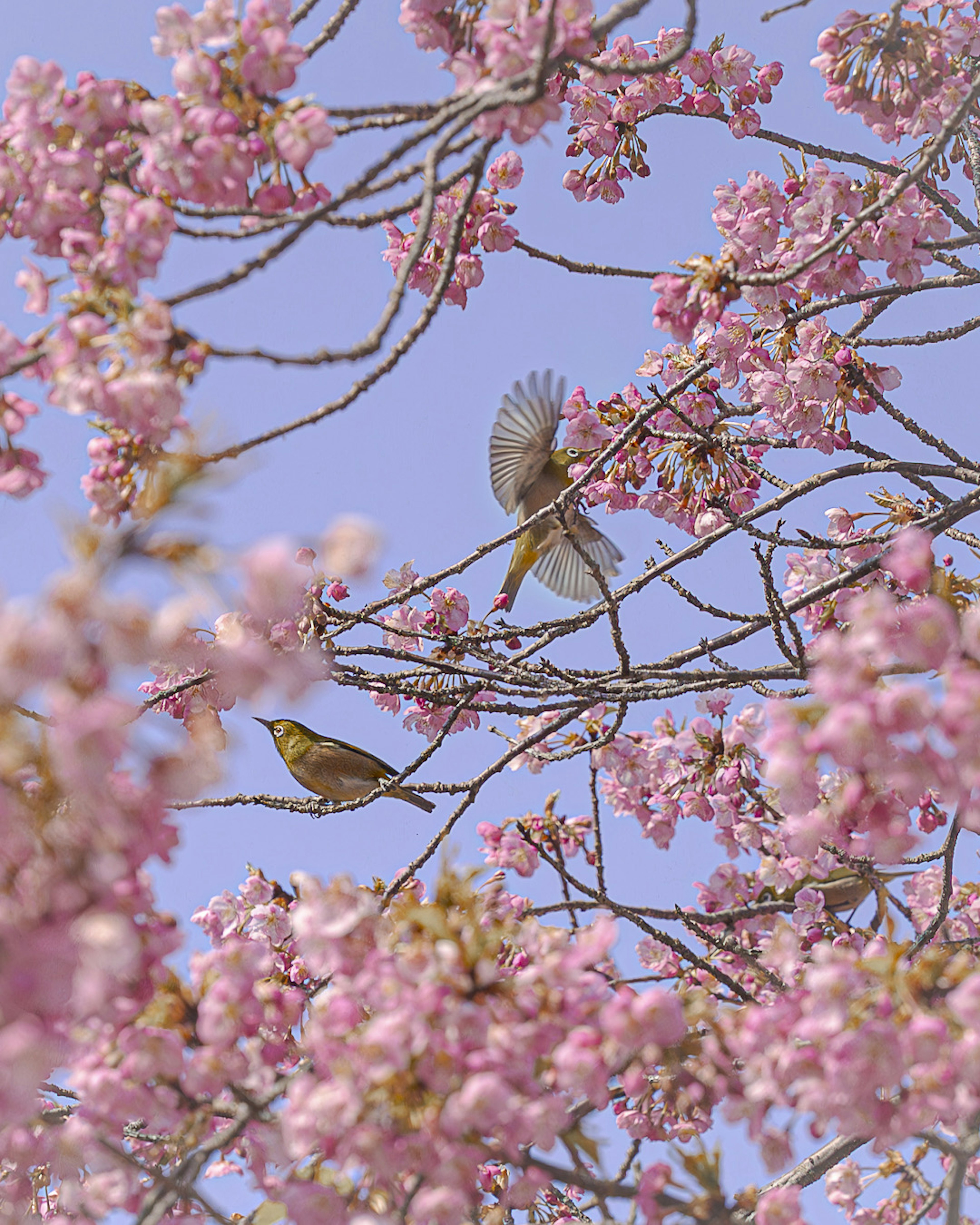 Una bella scena di fiori di ciliegio e piccoli uccelli sotto un cielo blu con uccelli appollaiati sui rami