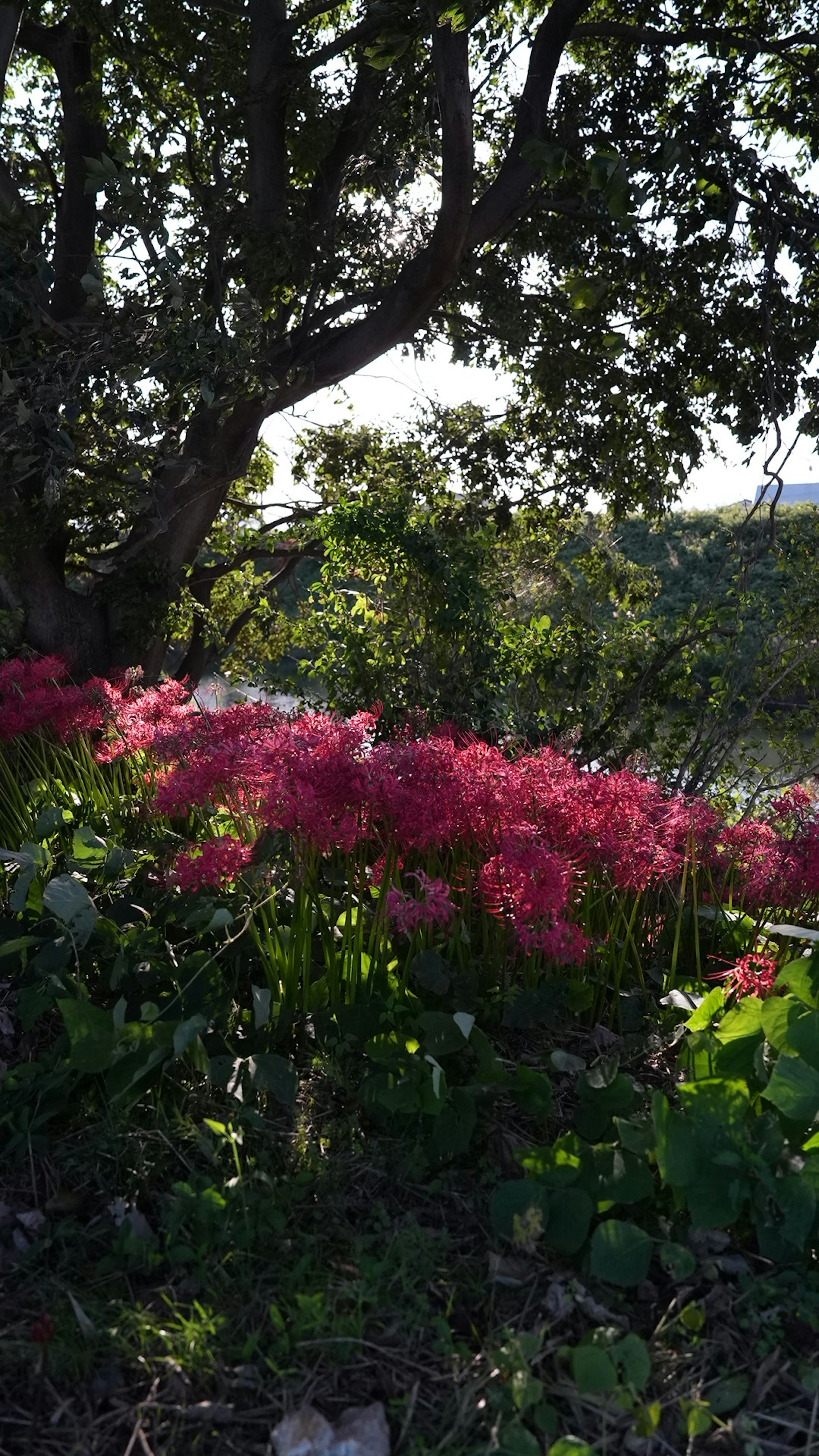 緑の葉とピンクの花が咲く木の近くの風景