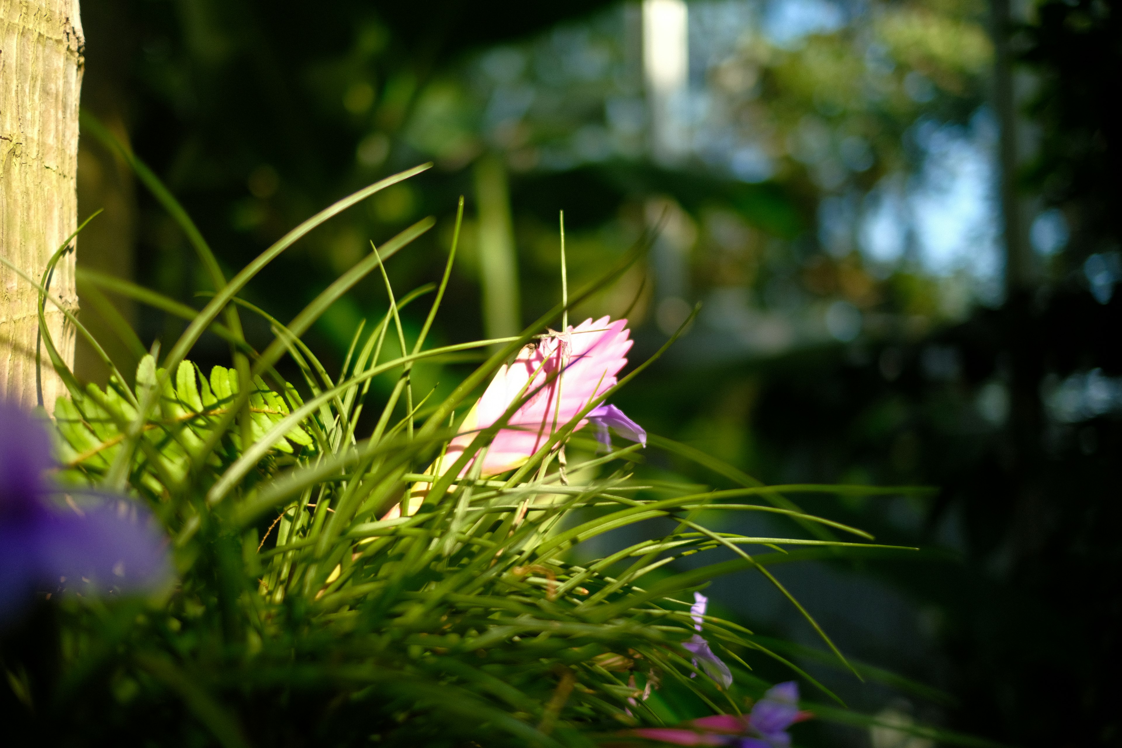 A close-up view of purple flowers among green grass