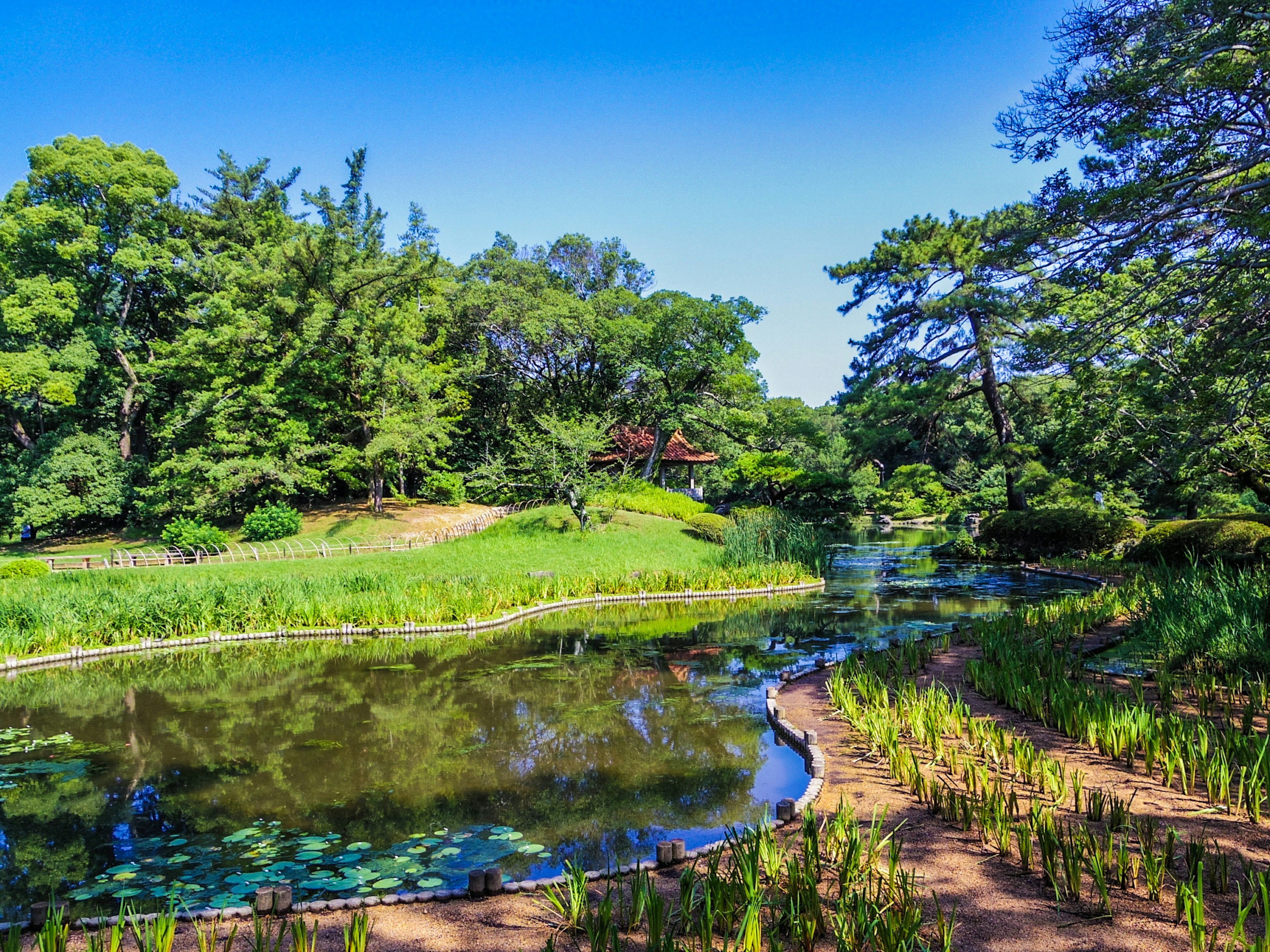 郁郁蔥蔥的公園景觀，池塘和周圍的樹木