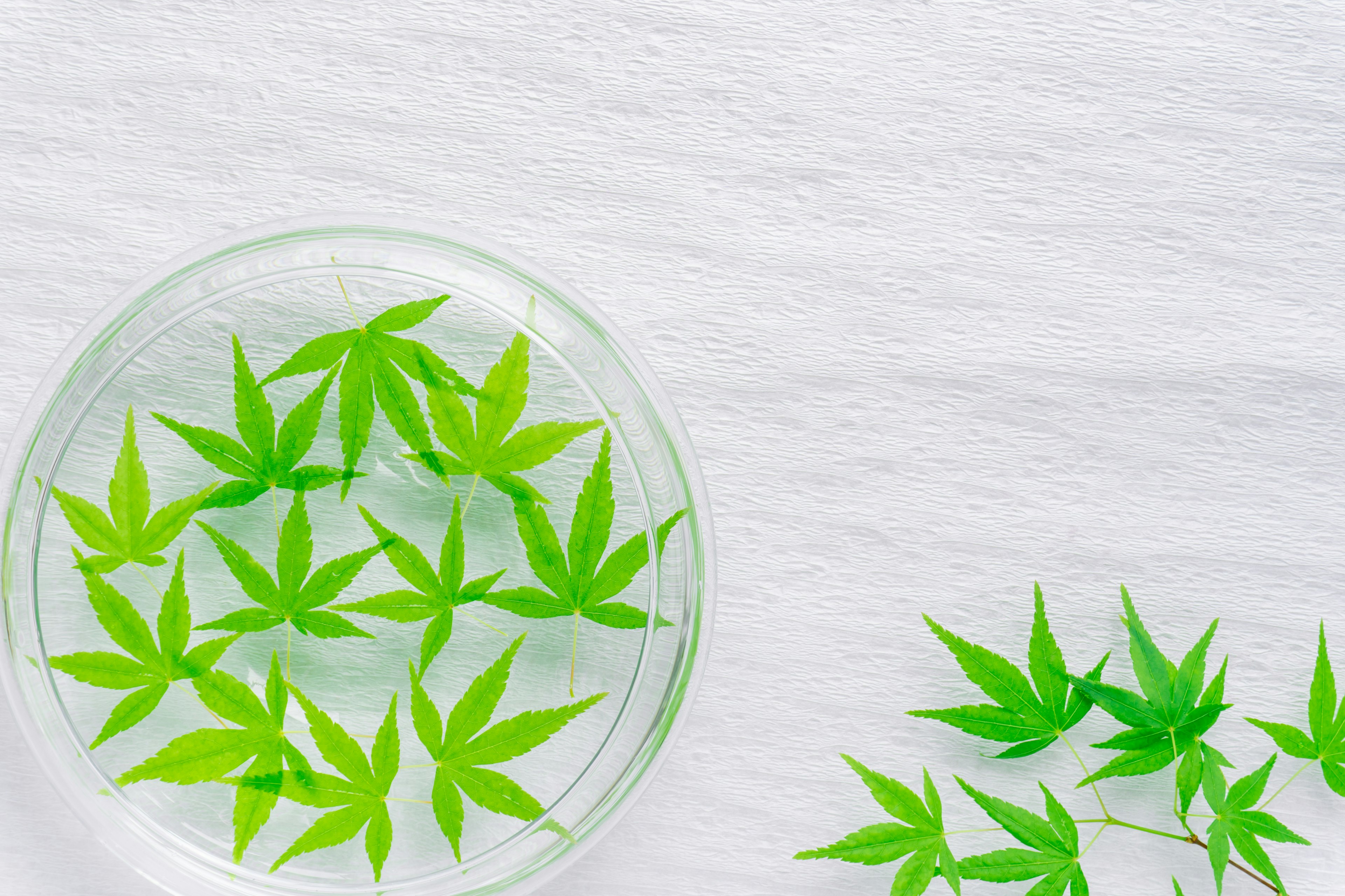 Vibrant green leaves floating in a clear dish with additional leaves beside it