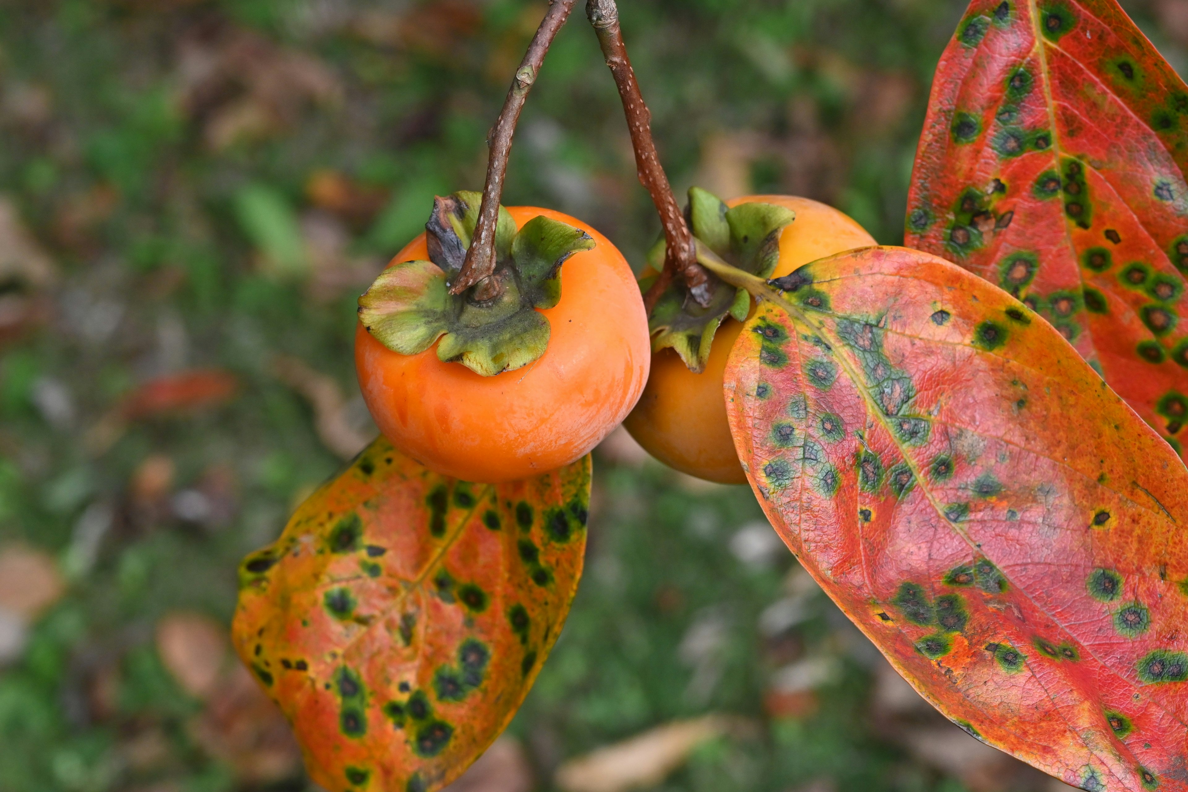 Branche avec des kakis orange vif et des feuilles tachetées