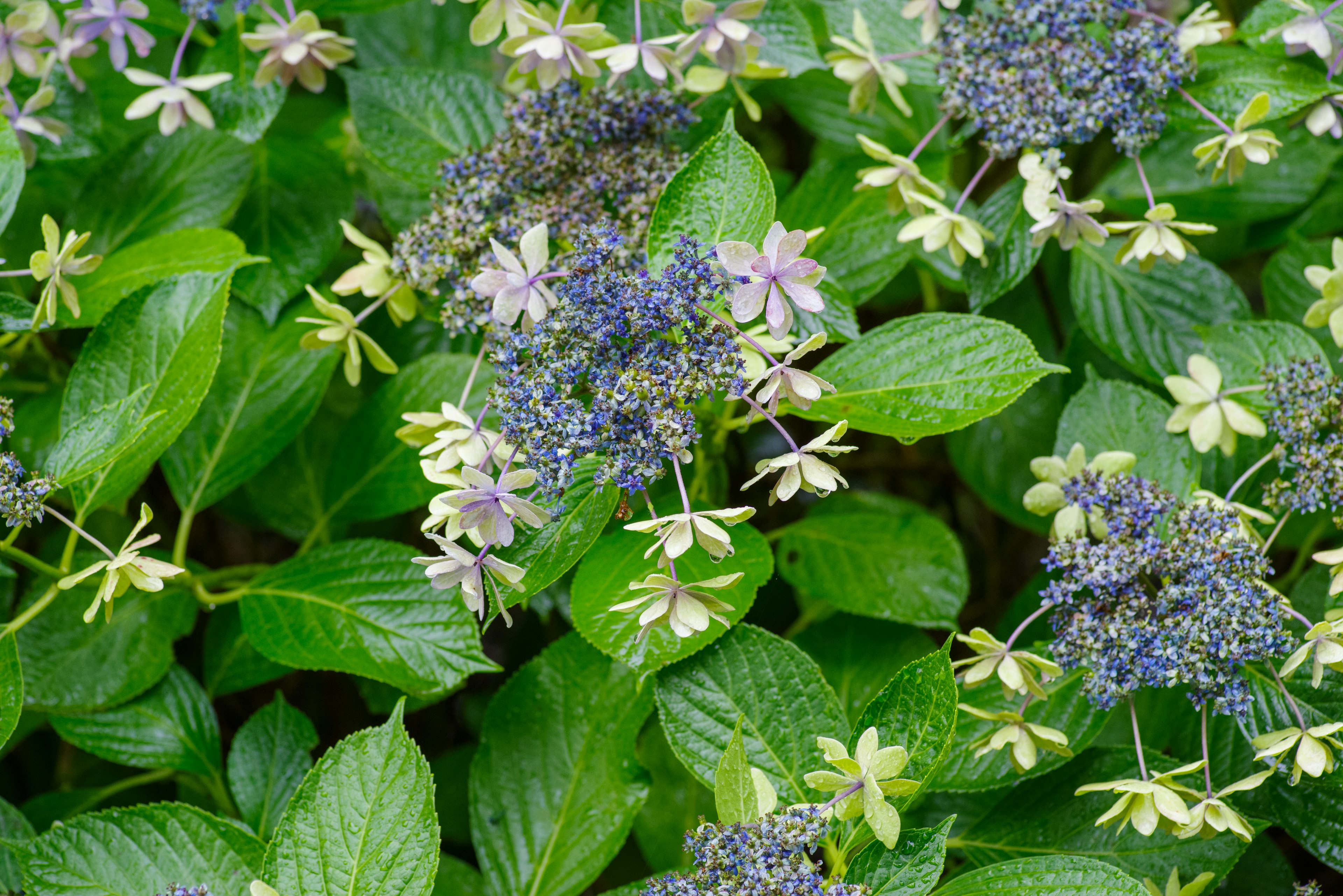 Primo piano di una pianta con fiori blu-viola e foglie verdi