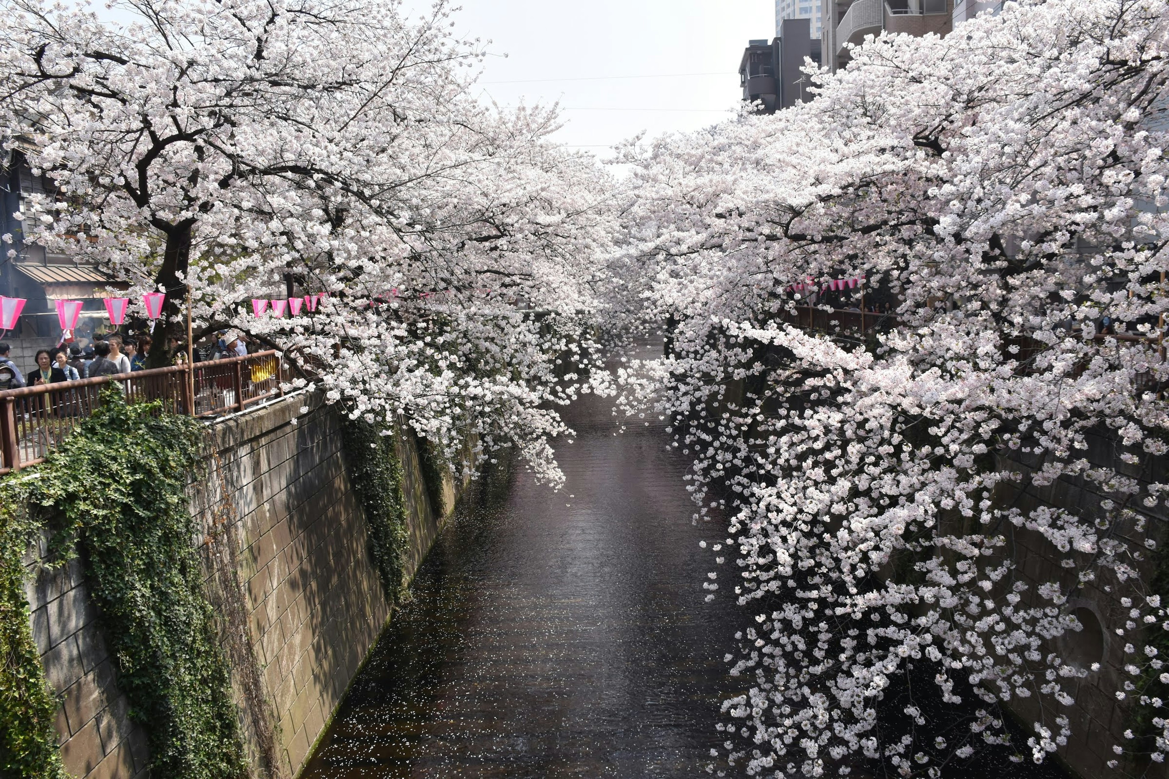 Scenic view of cherry blossoms along a river with buildings in the background