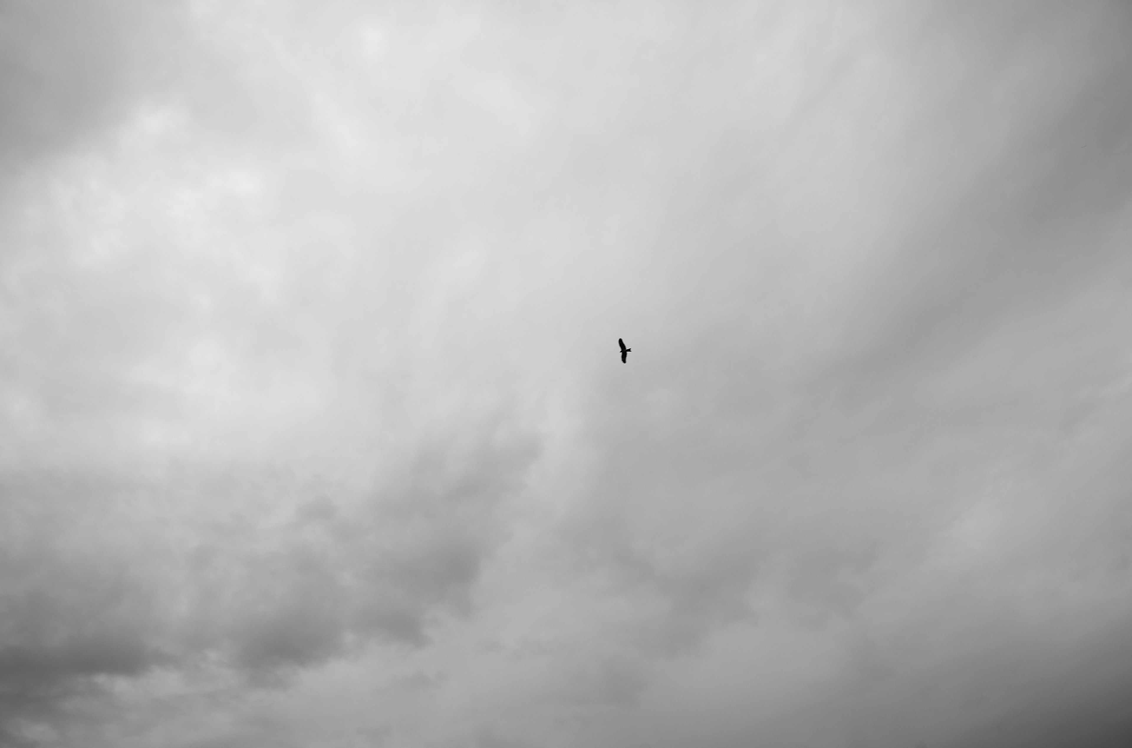 A small bird floating in a sky surrounded by gray clouds