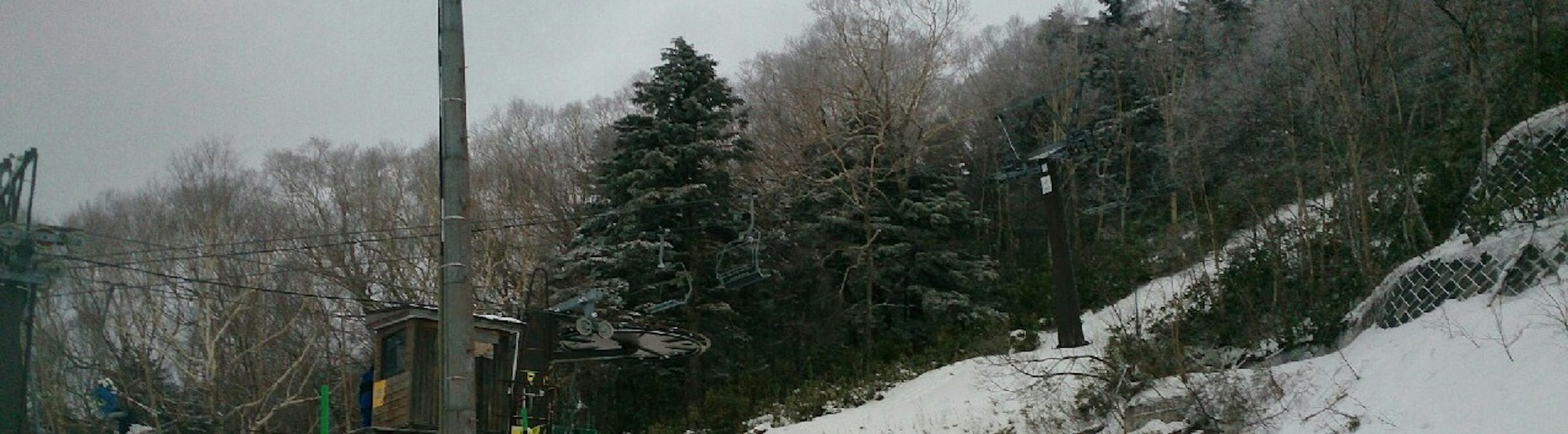 Snow-covered trees and a utility pole in a winter landscape