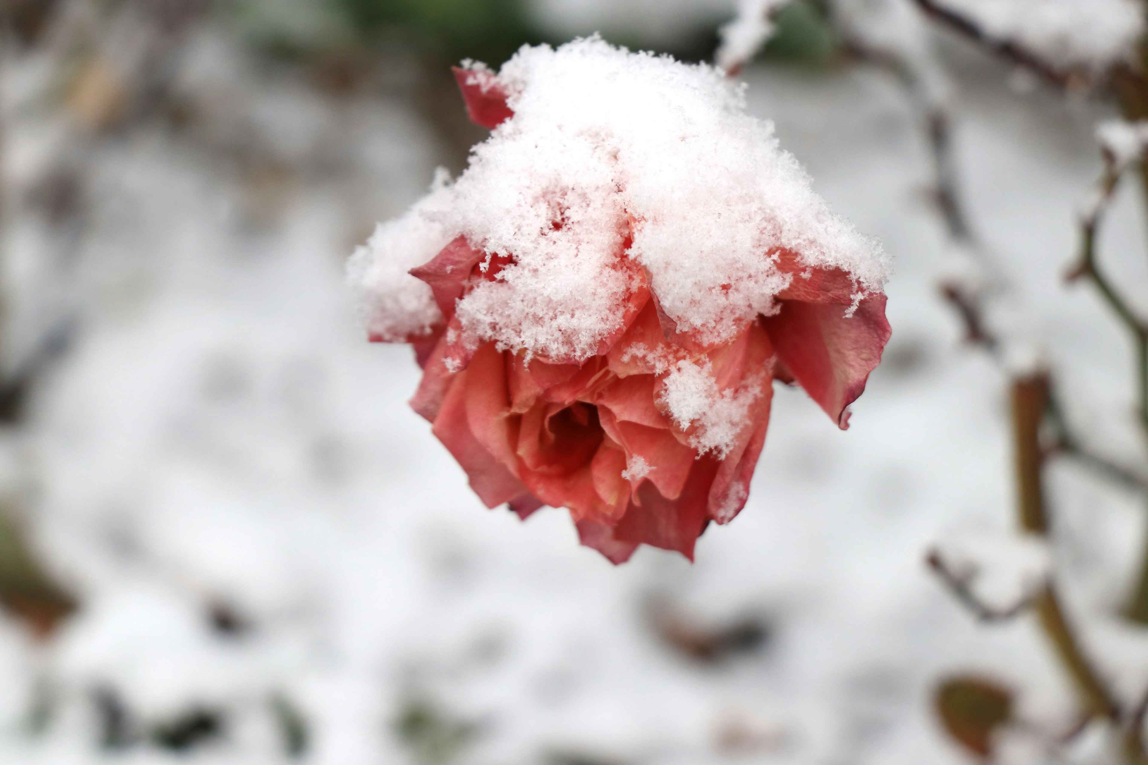 Rose rouge recouverte de neige