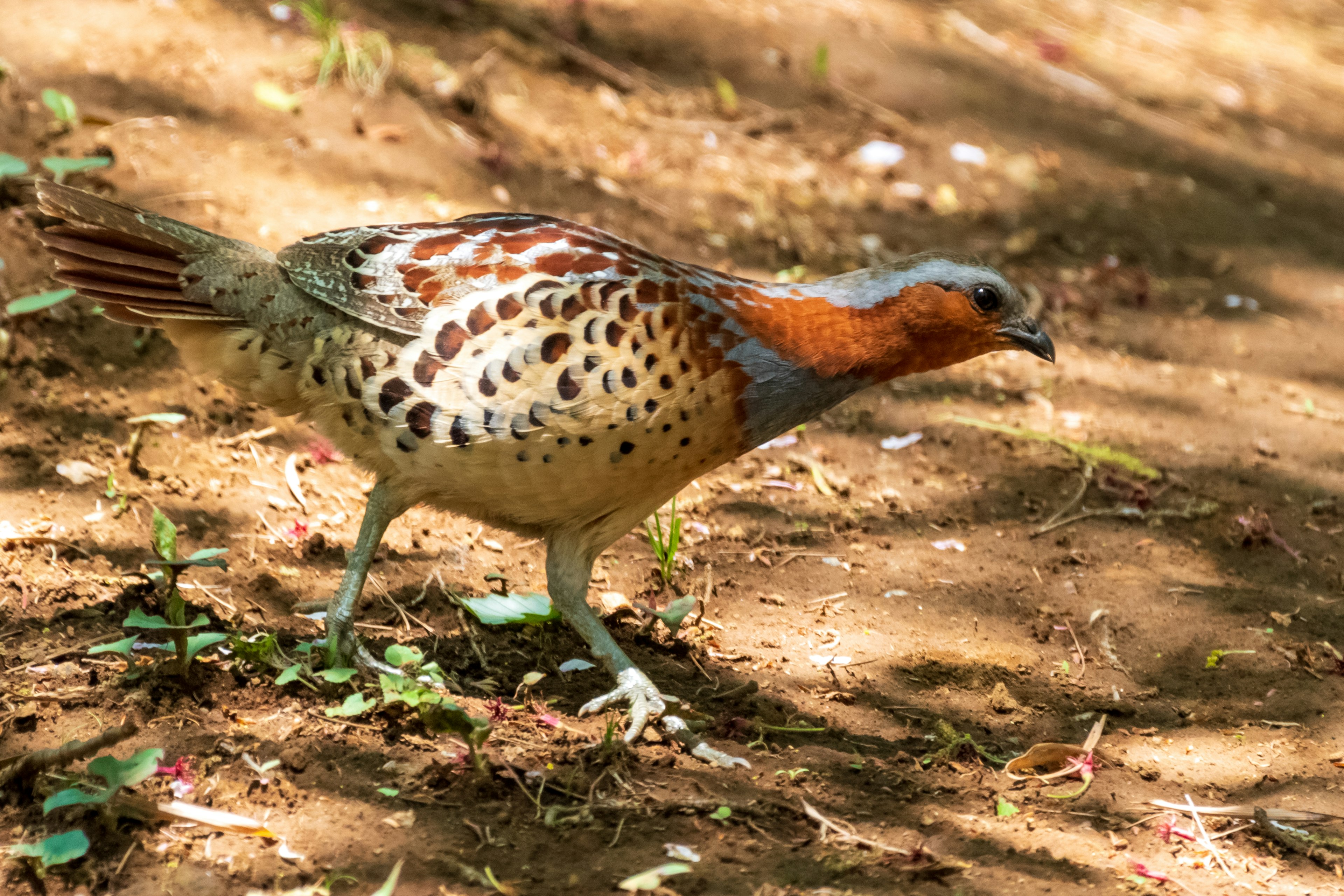 Seekor burung puyuh jantan berjalan di tanah