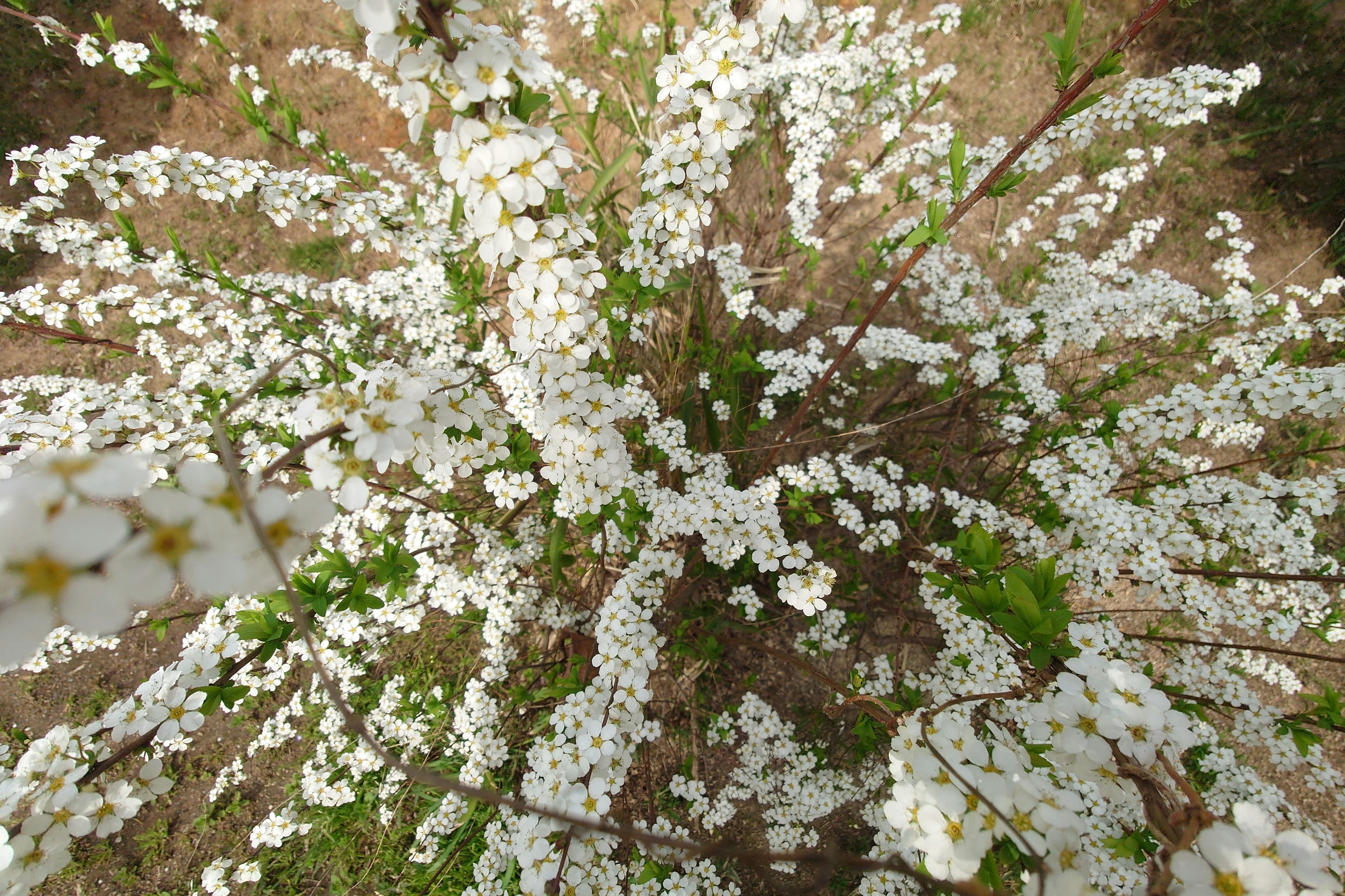 Top view of a plant with abundant white flowers