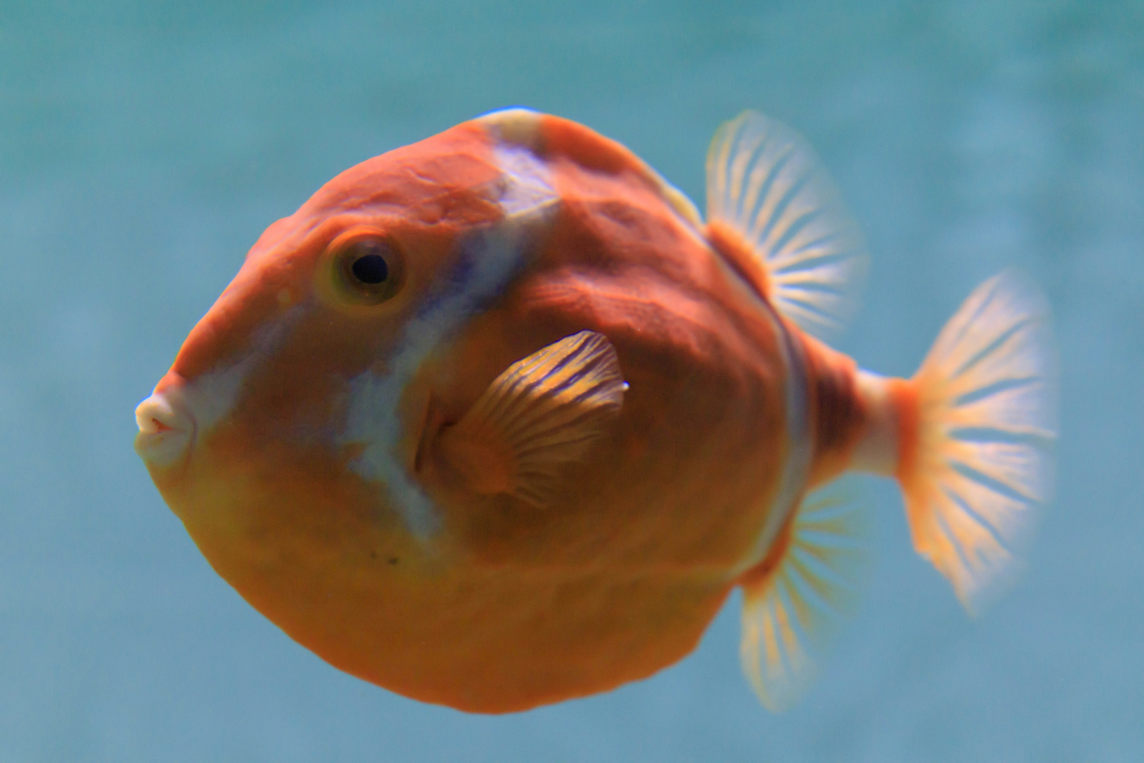 Ein orangefarbener Fisch schwimmt in klarem blauem Wasser