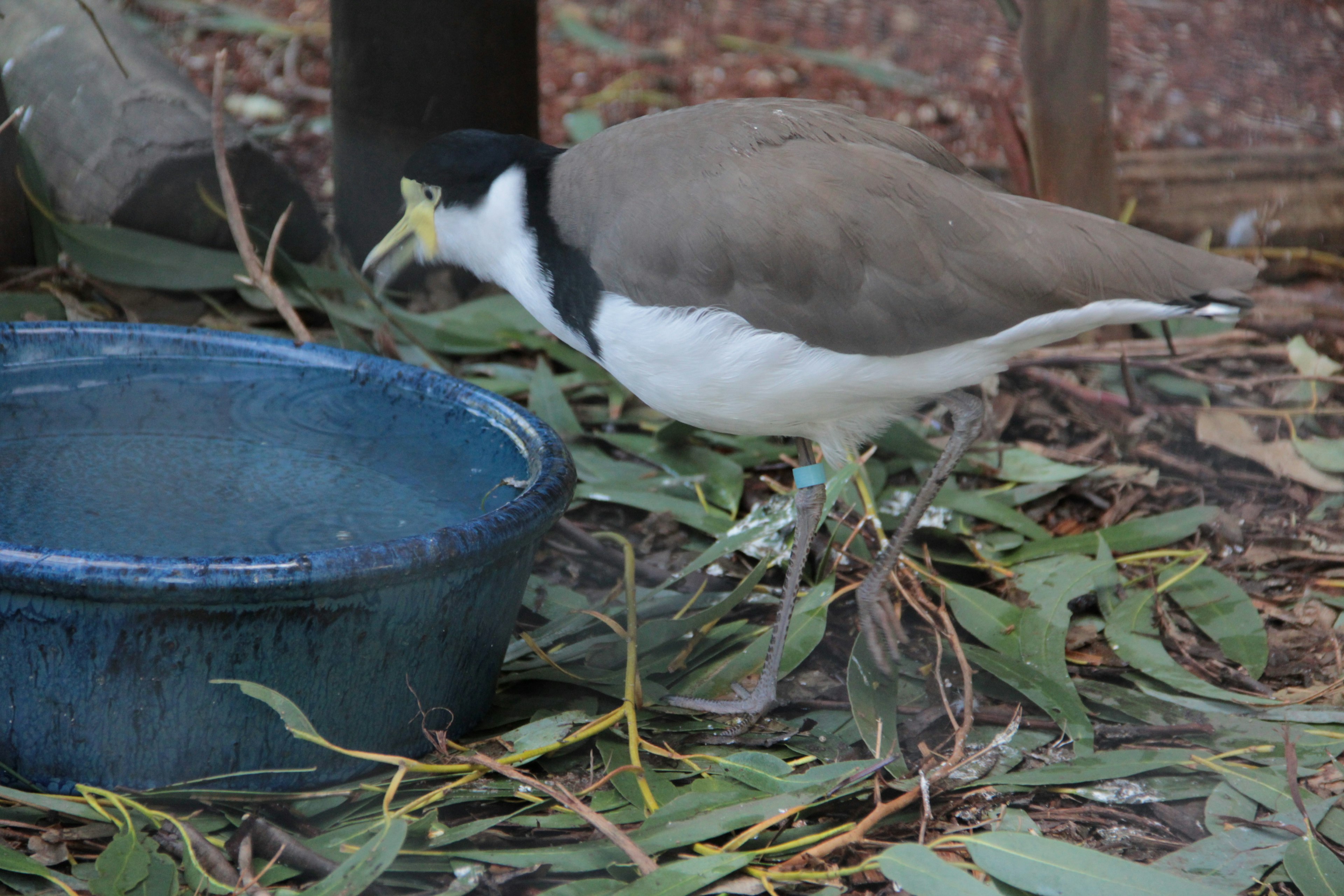 Seekor burung minum air di dekat mangkuk biru dikelilingi daun