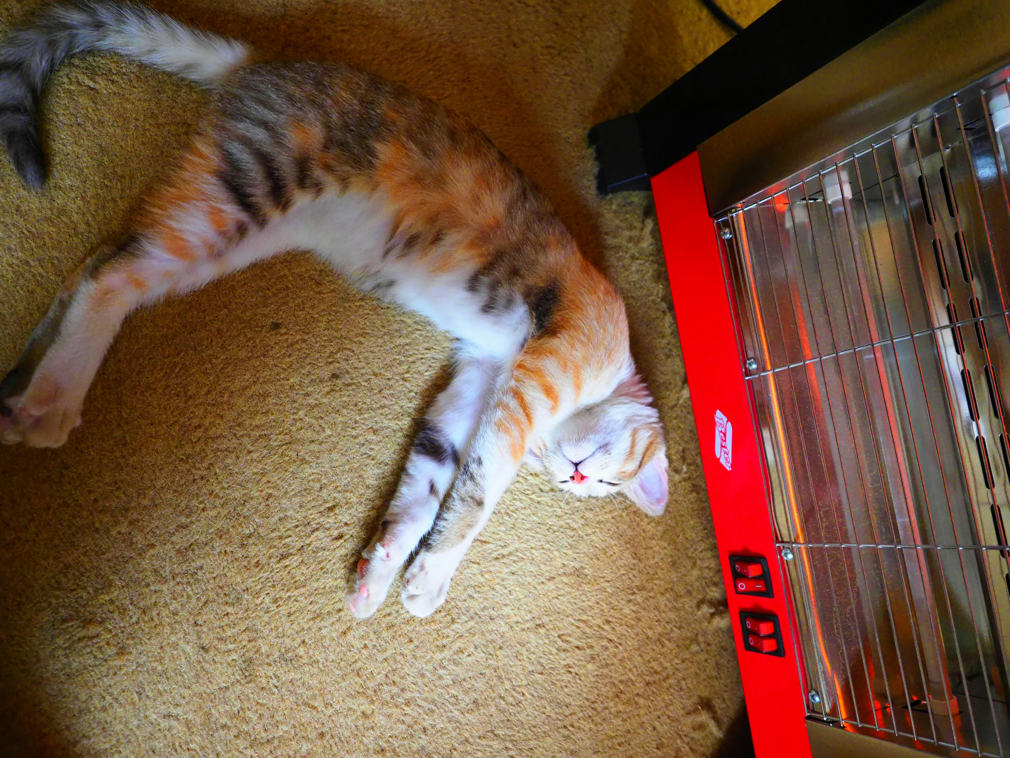 A calico cat lying near a red heater