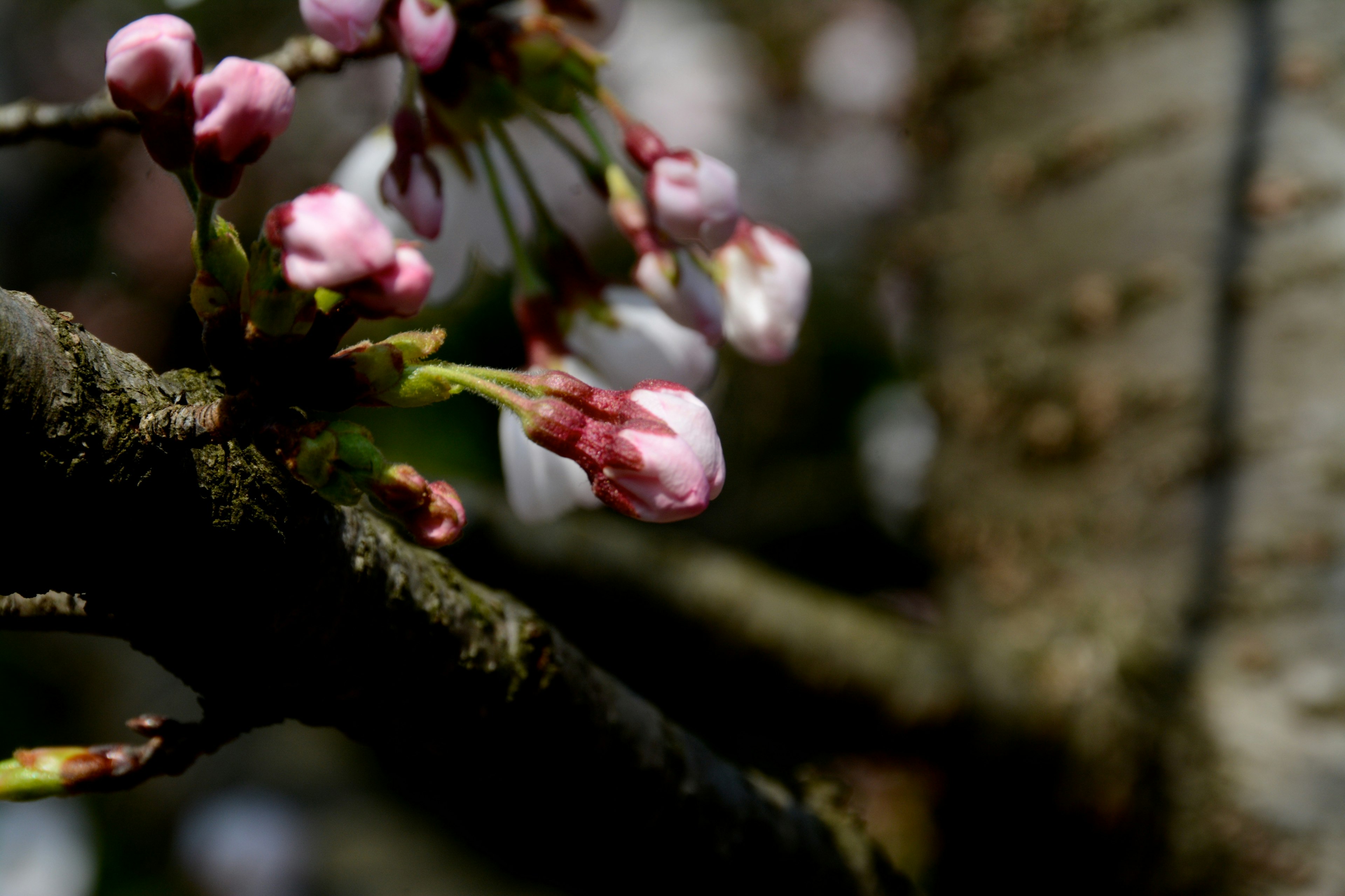 Acercamiento de los botones de flor de cerezo en una rama