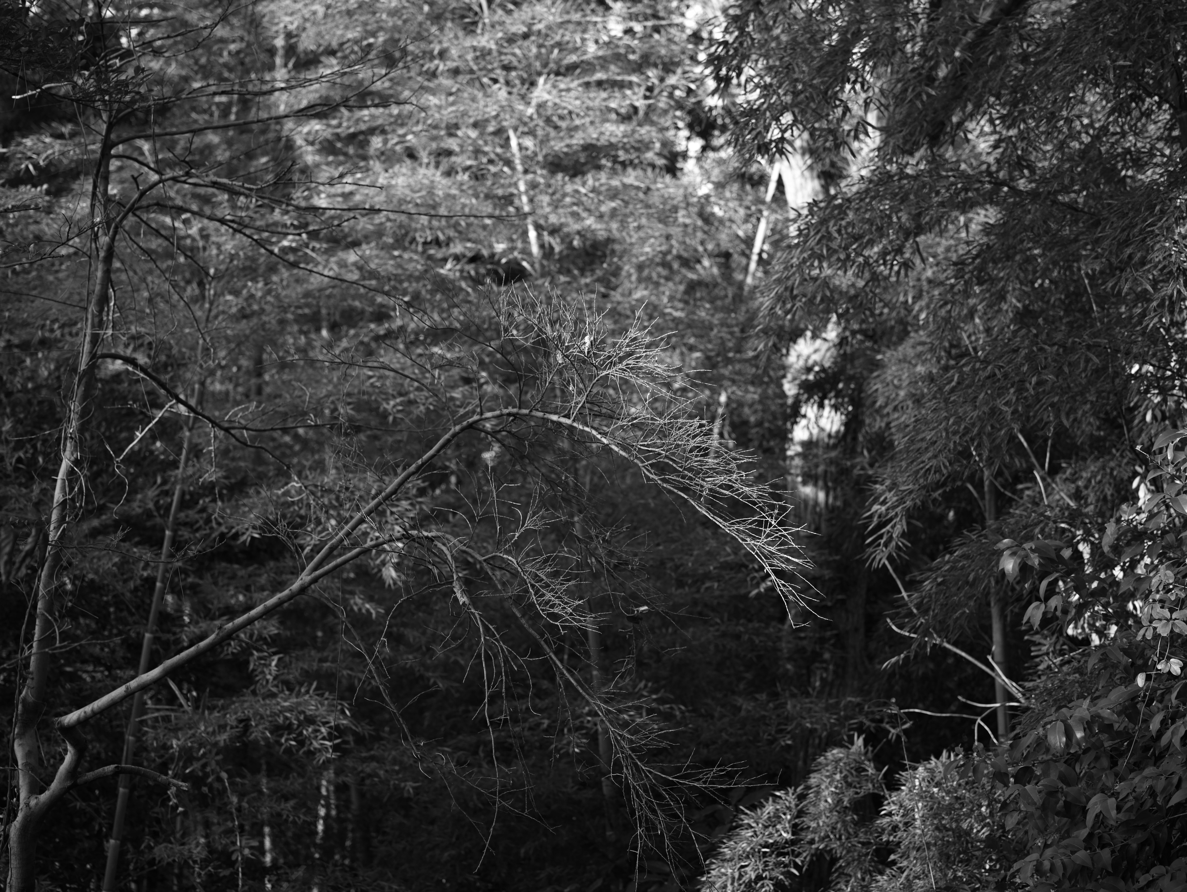 Vista detallada de árboles y follaje en un bosque en blanco y negro