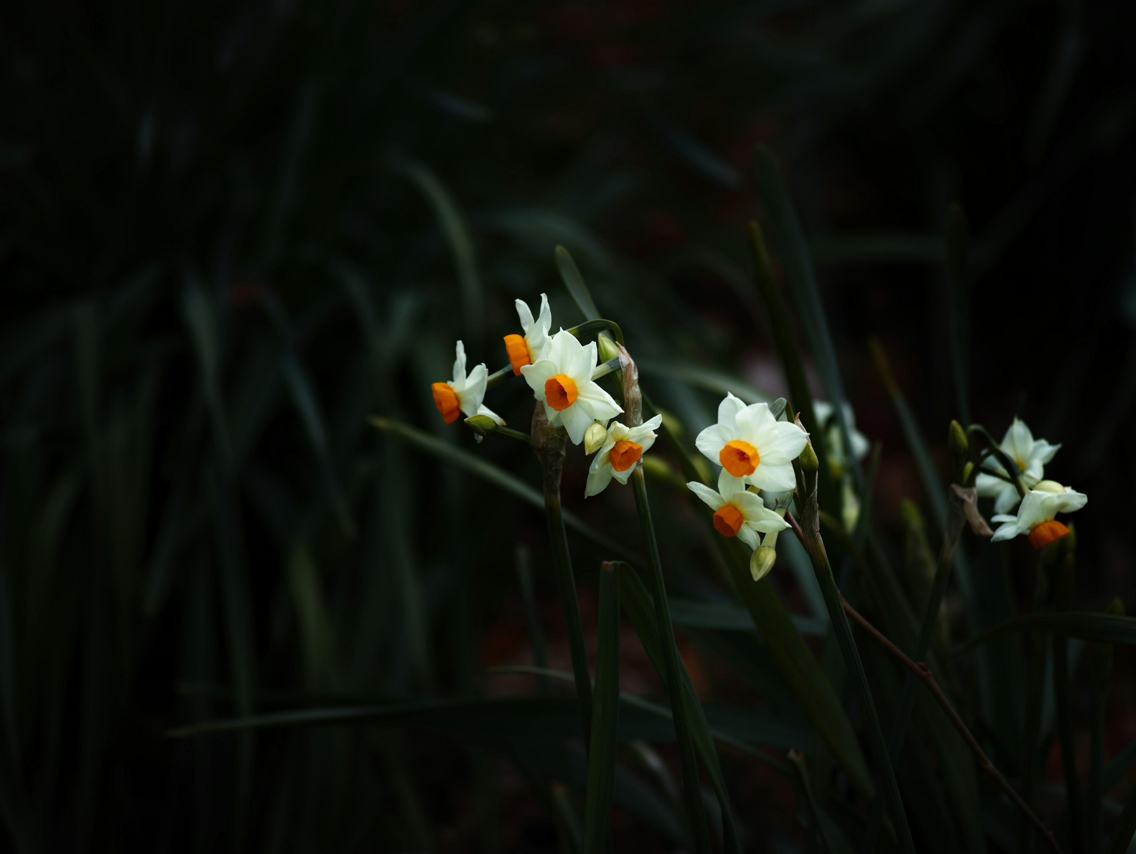 Flores de narciso blancas y naranjas floreciendo contra un fondo oscuro