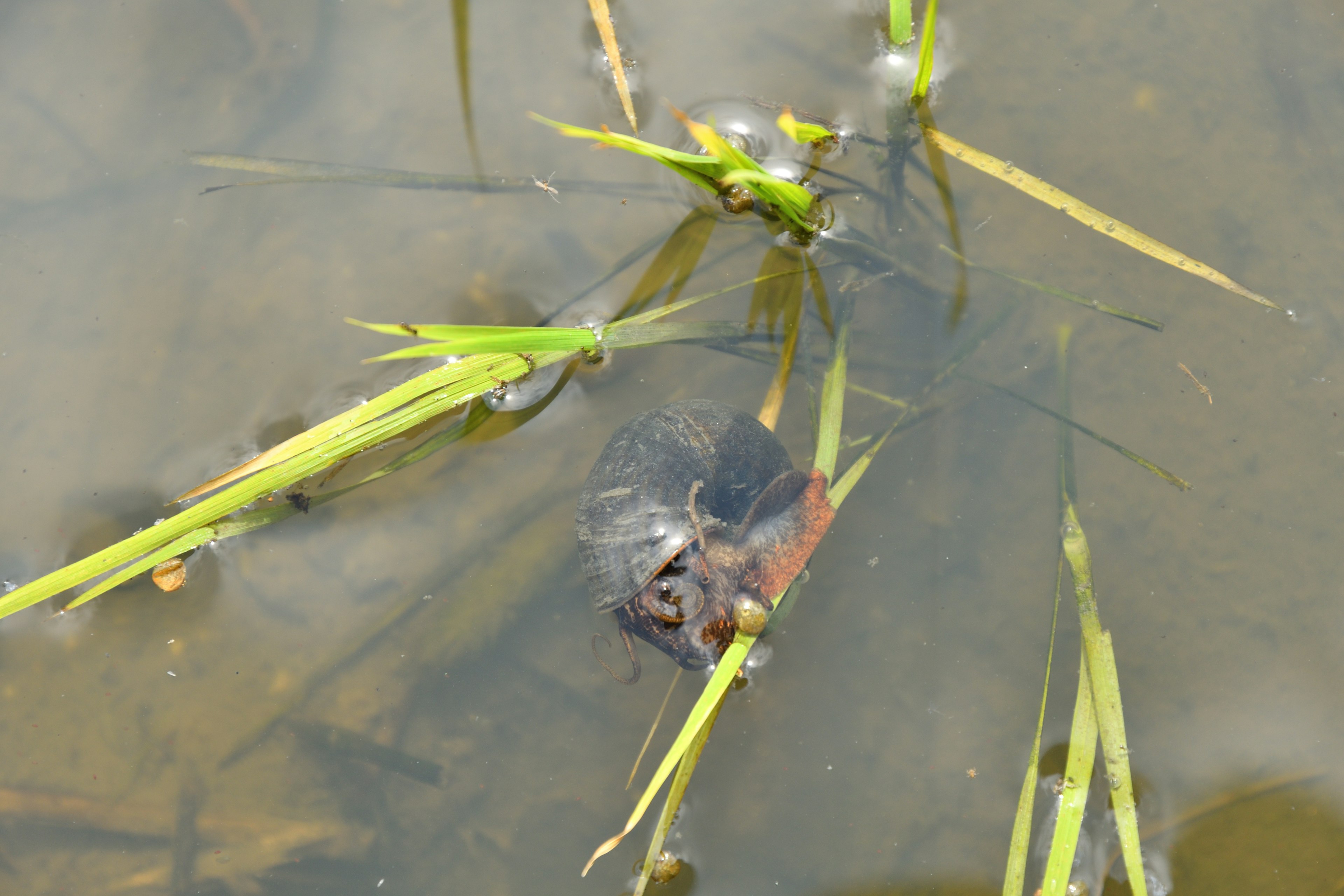 Close-up image of grass floating on water with a small creature