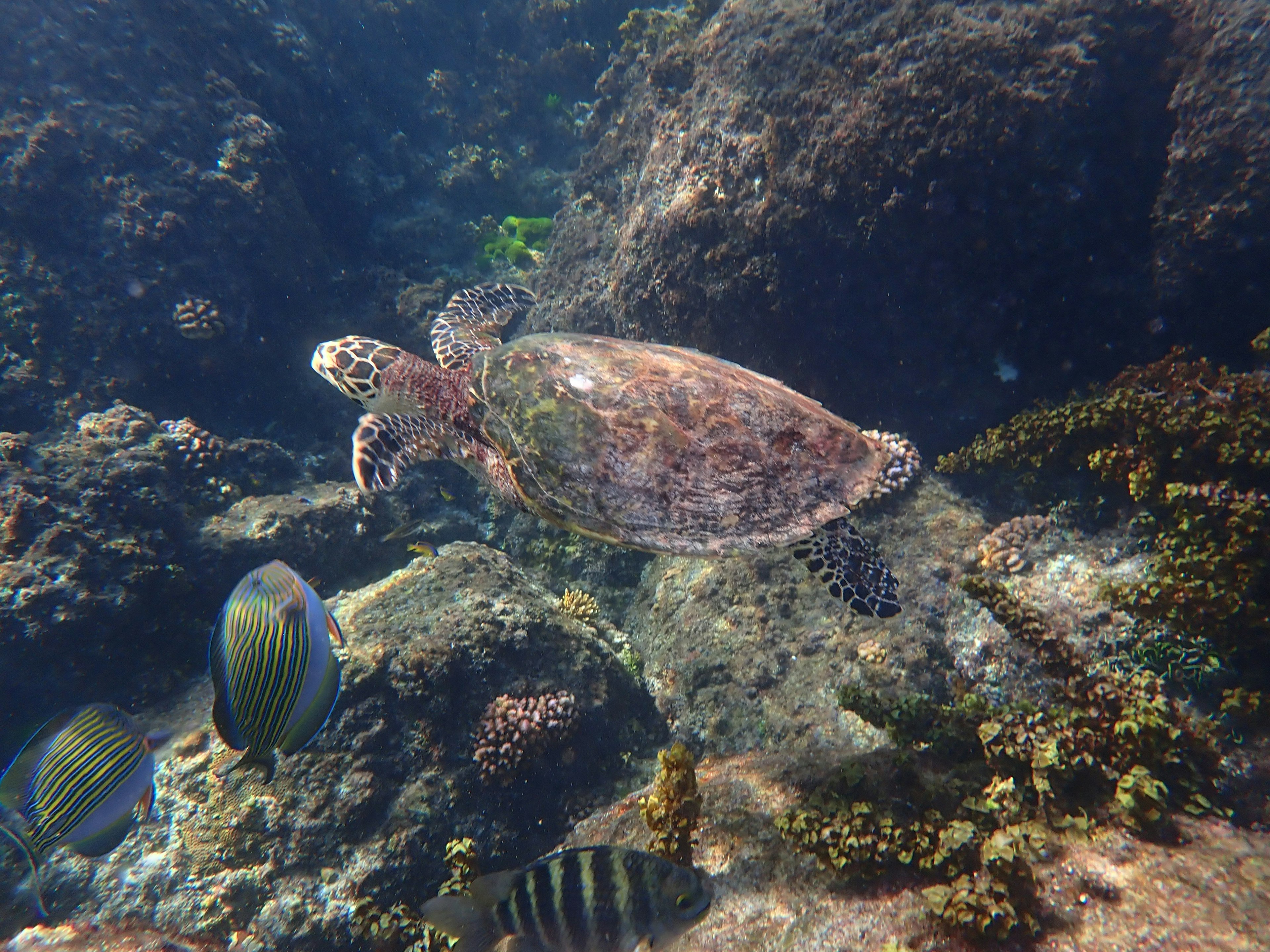 Kura-kura laut berenang di antara ikan berwarna-warni dan terumbu karang