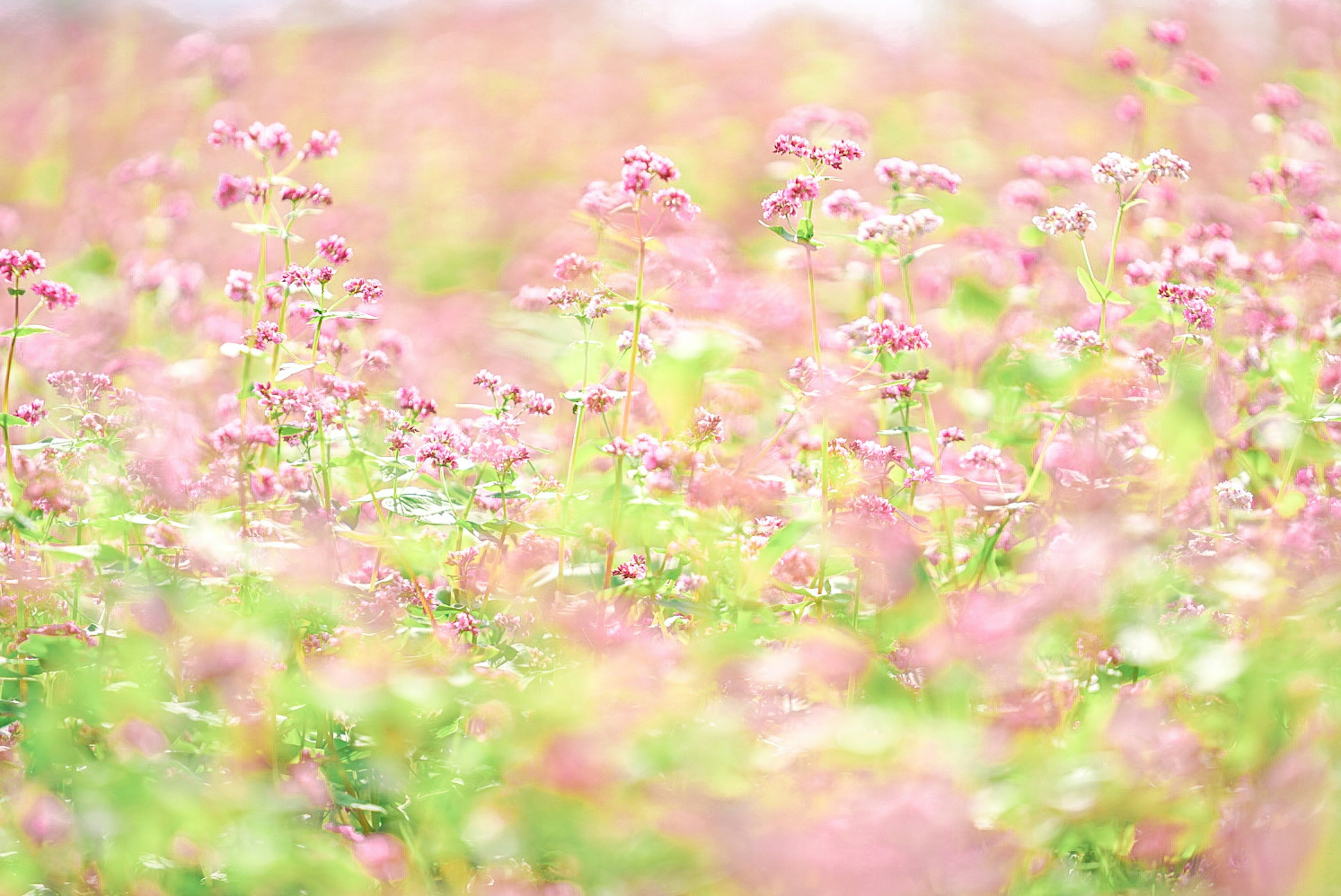 Ein Feld mit blühenden, zarten rosa Blumen