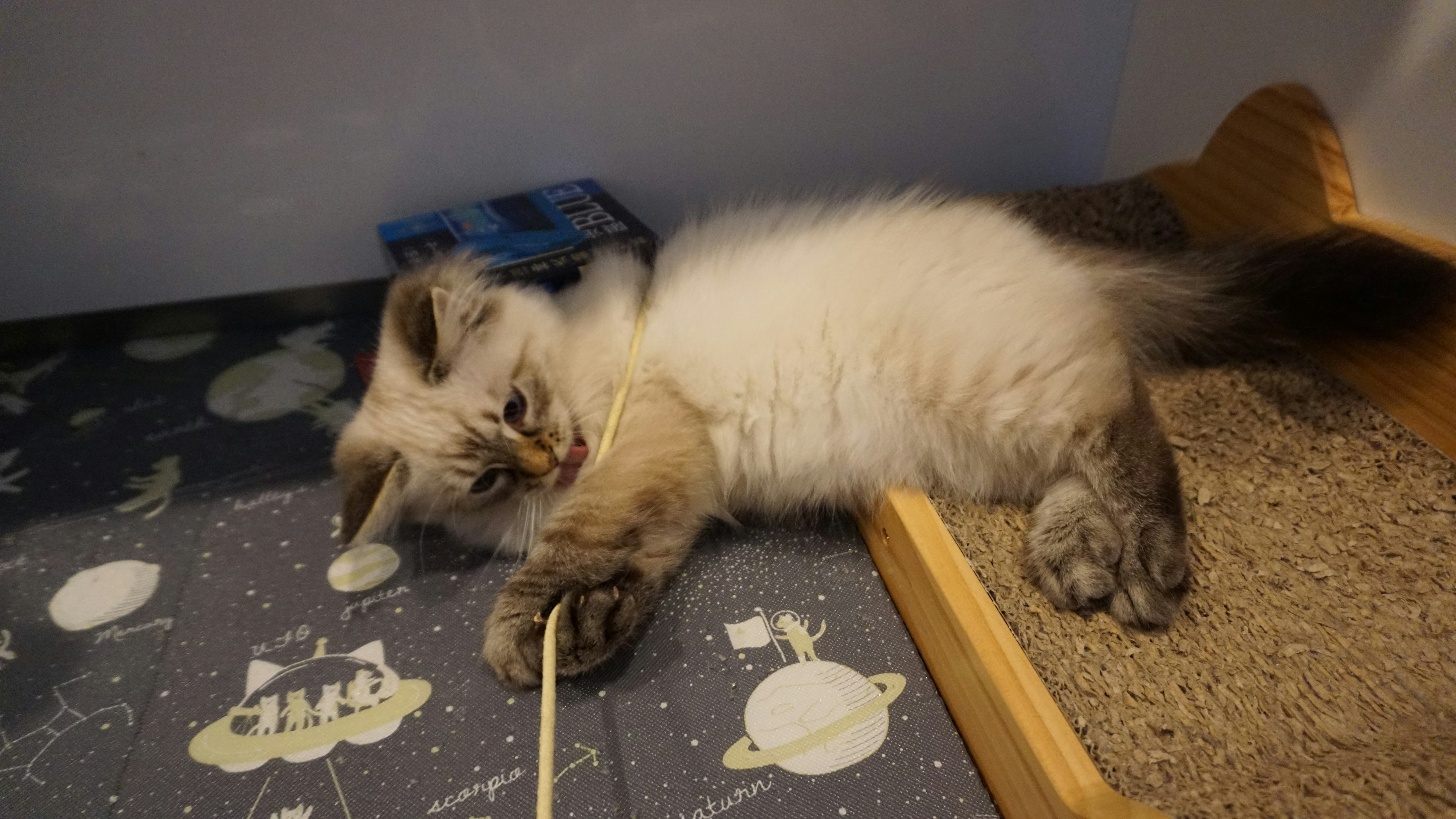 Un gatito juguetón con pelaje blanco y manchas grises acostado sobre una superficie con patrones