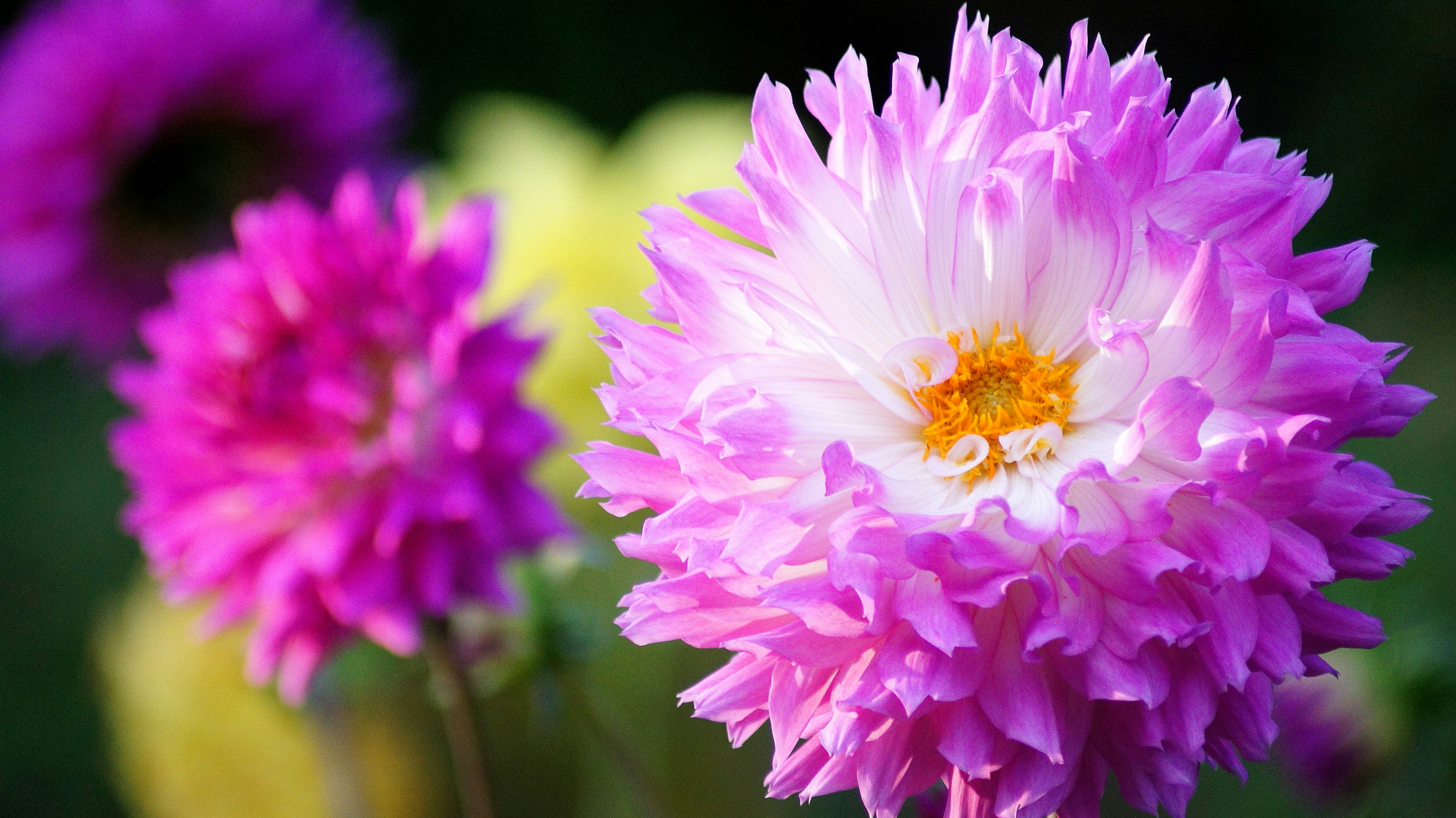 Close-up of vibrant pink flowers with fluffy petals yellow flower blurred in background