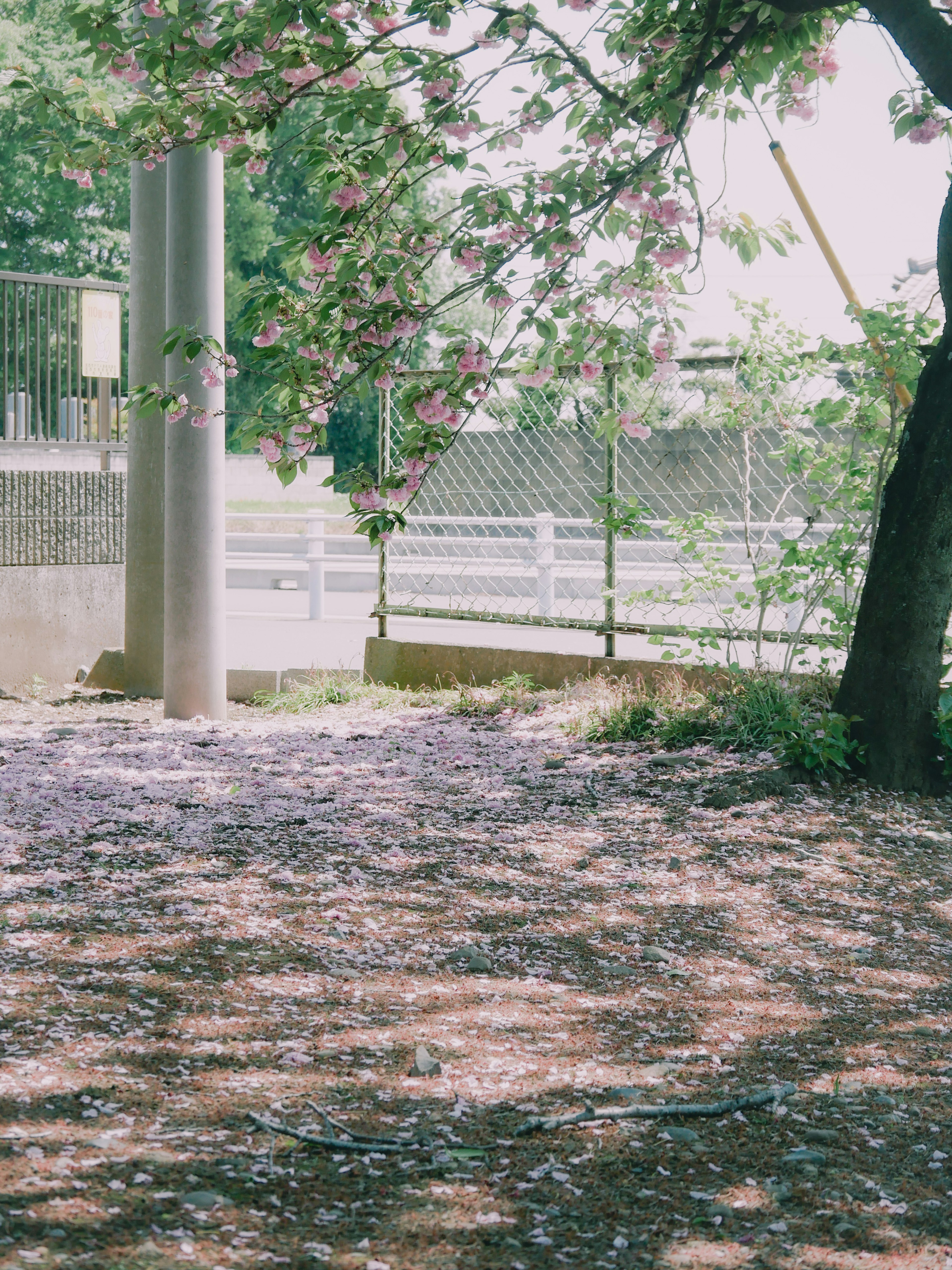 Scène de parc tranquille avec des pétales de fleurs éparpillés