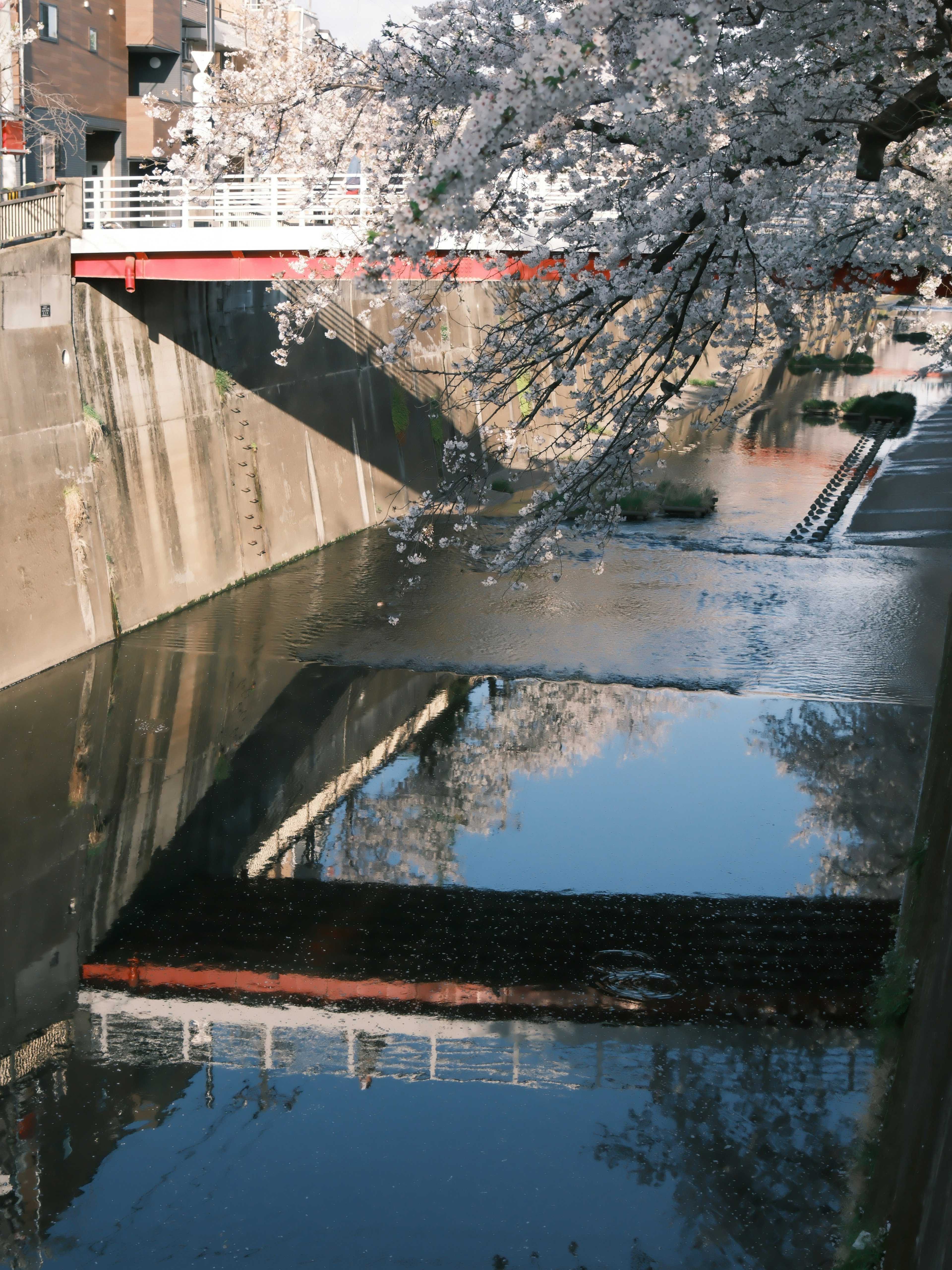 Scenic view of a river with cherry blossoms and concrete wall reflections