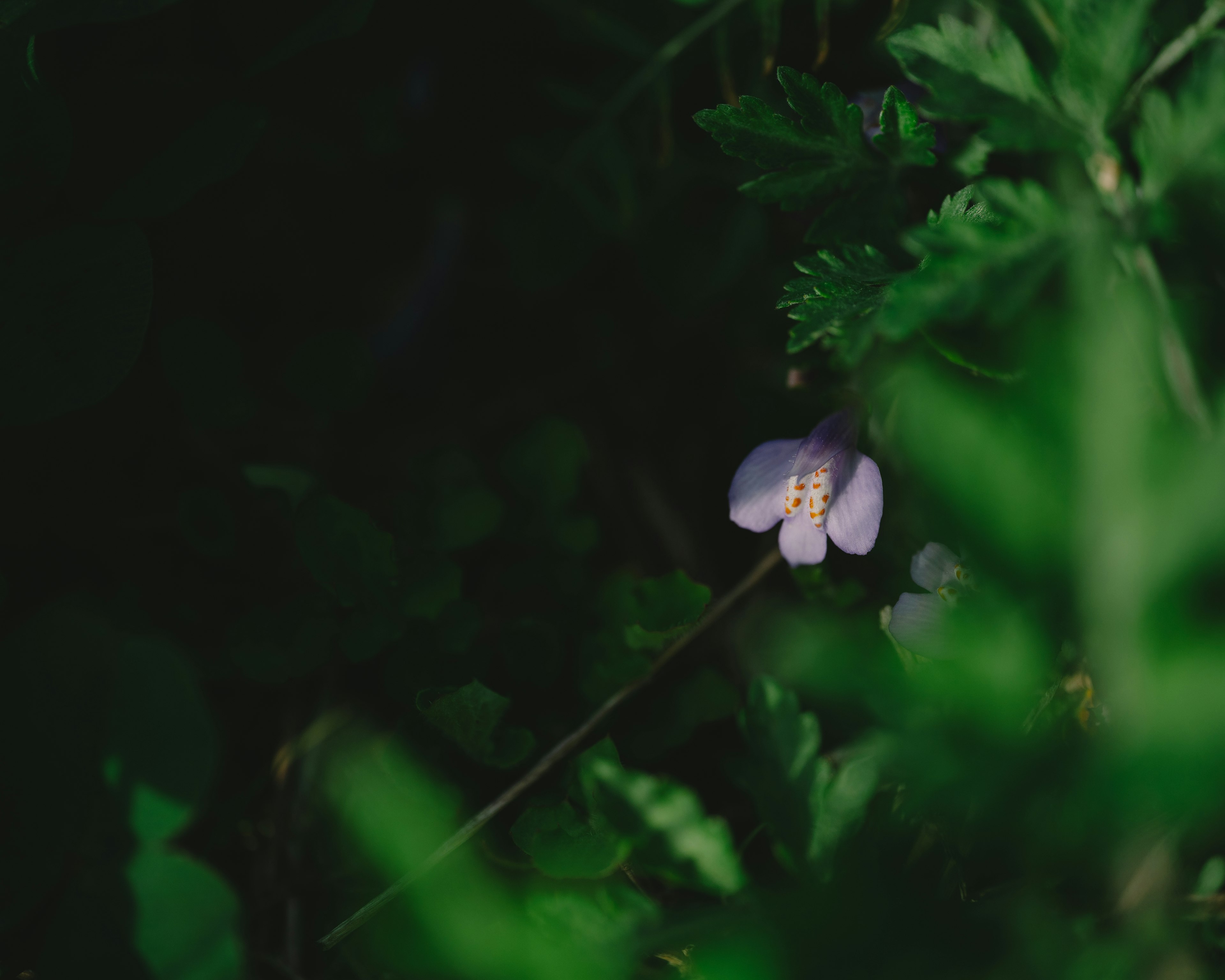 Eine blasslila Blume blüht vor einem grünen Hintergrund