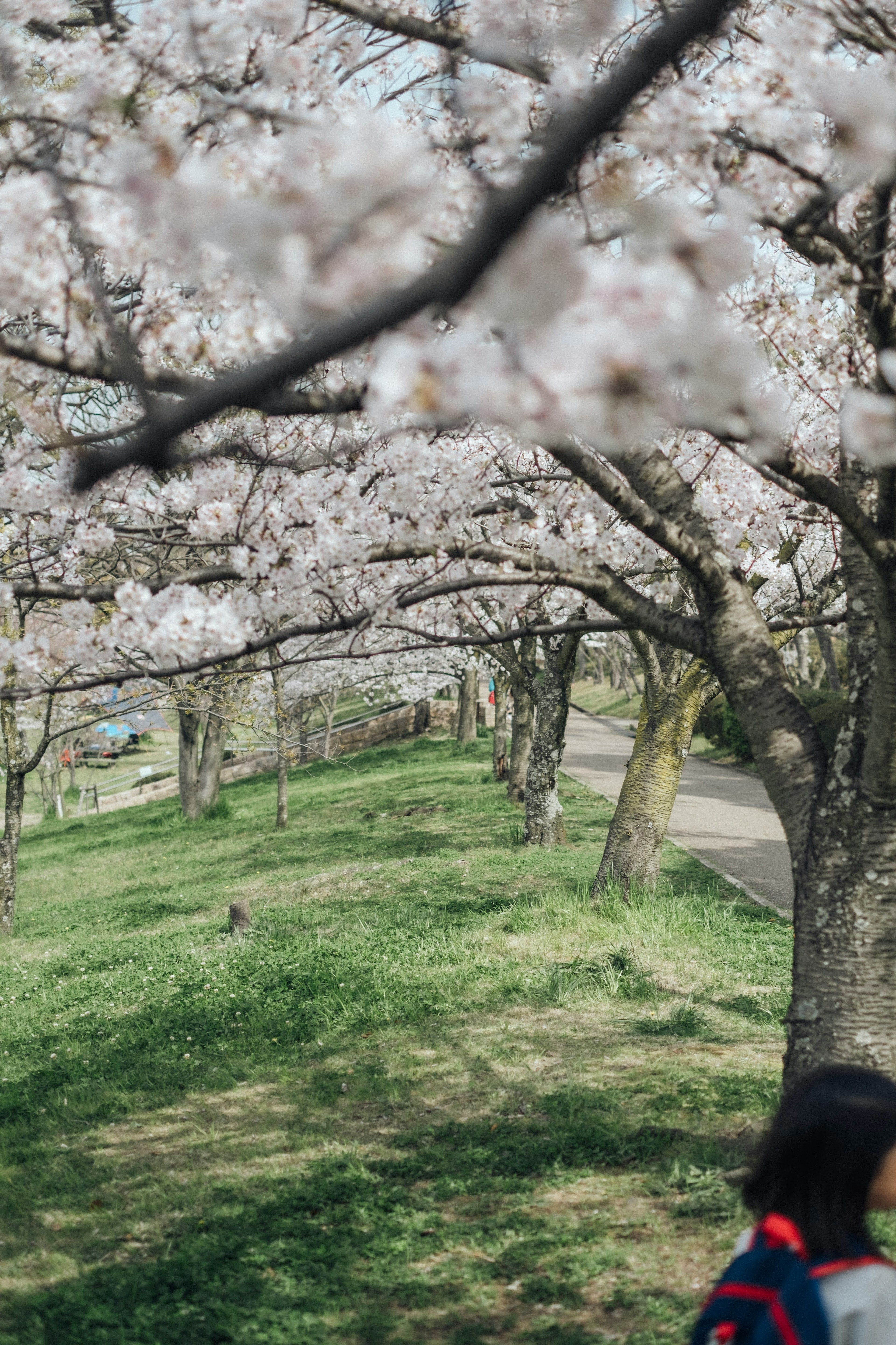 桜の木の下で歩く人々と緑の草地